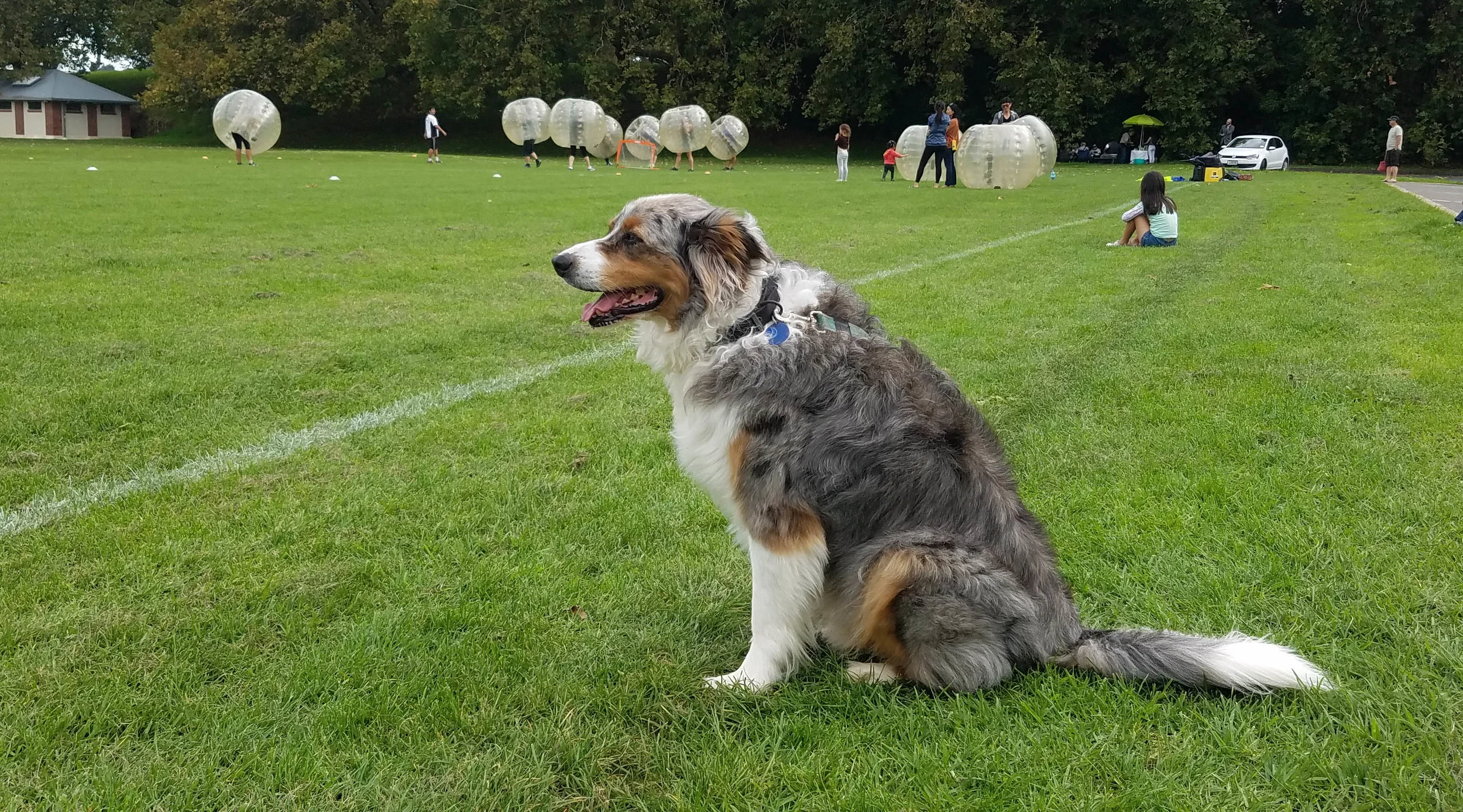 Smokey , watching foolish humans. 