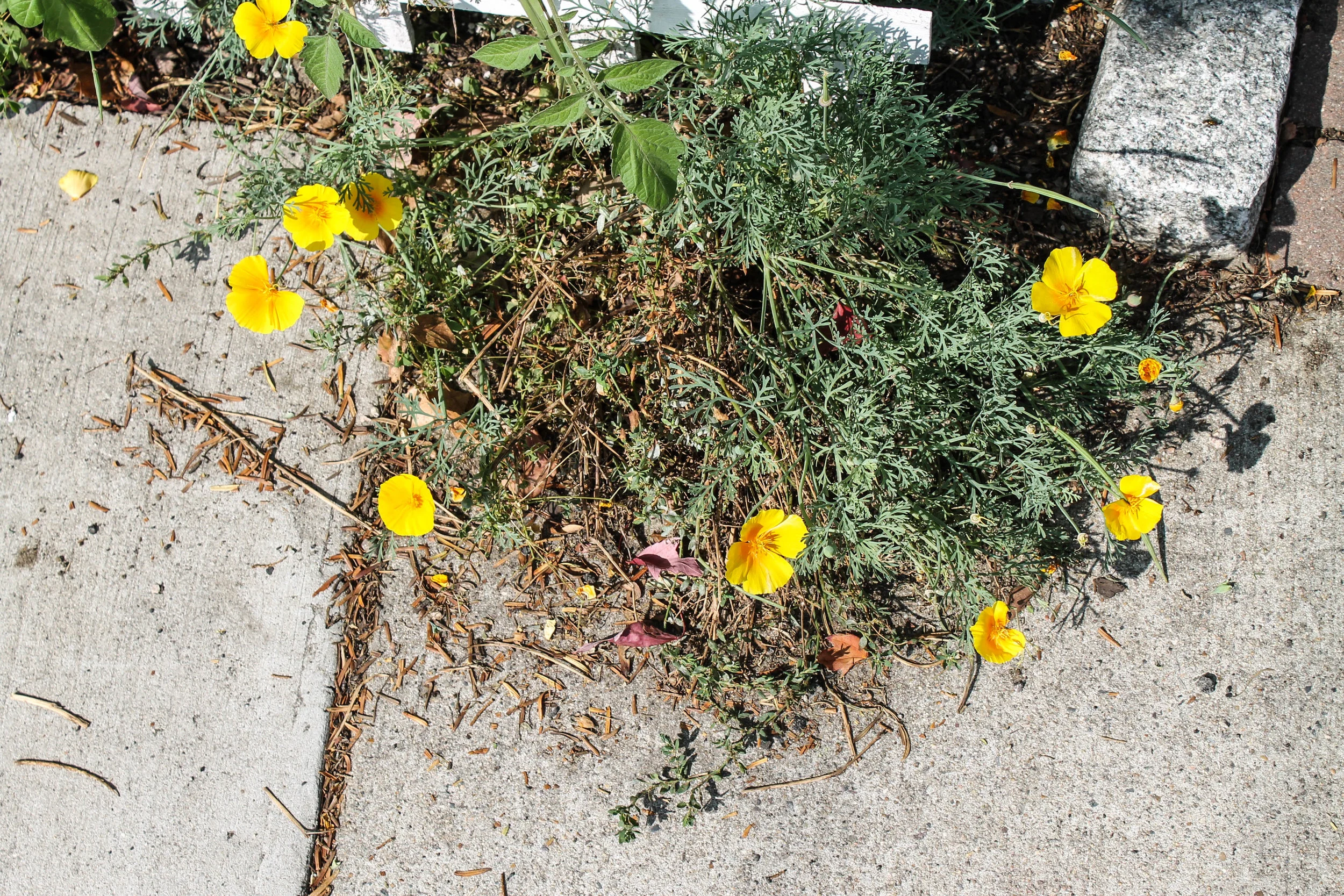 jp-sidewalk.jpg