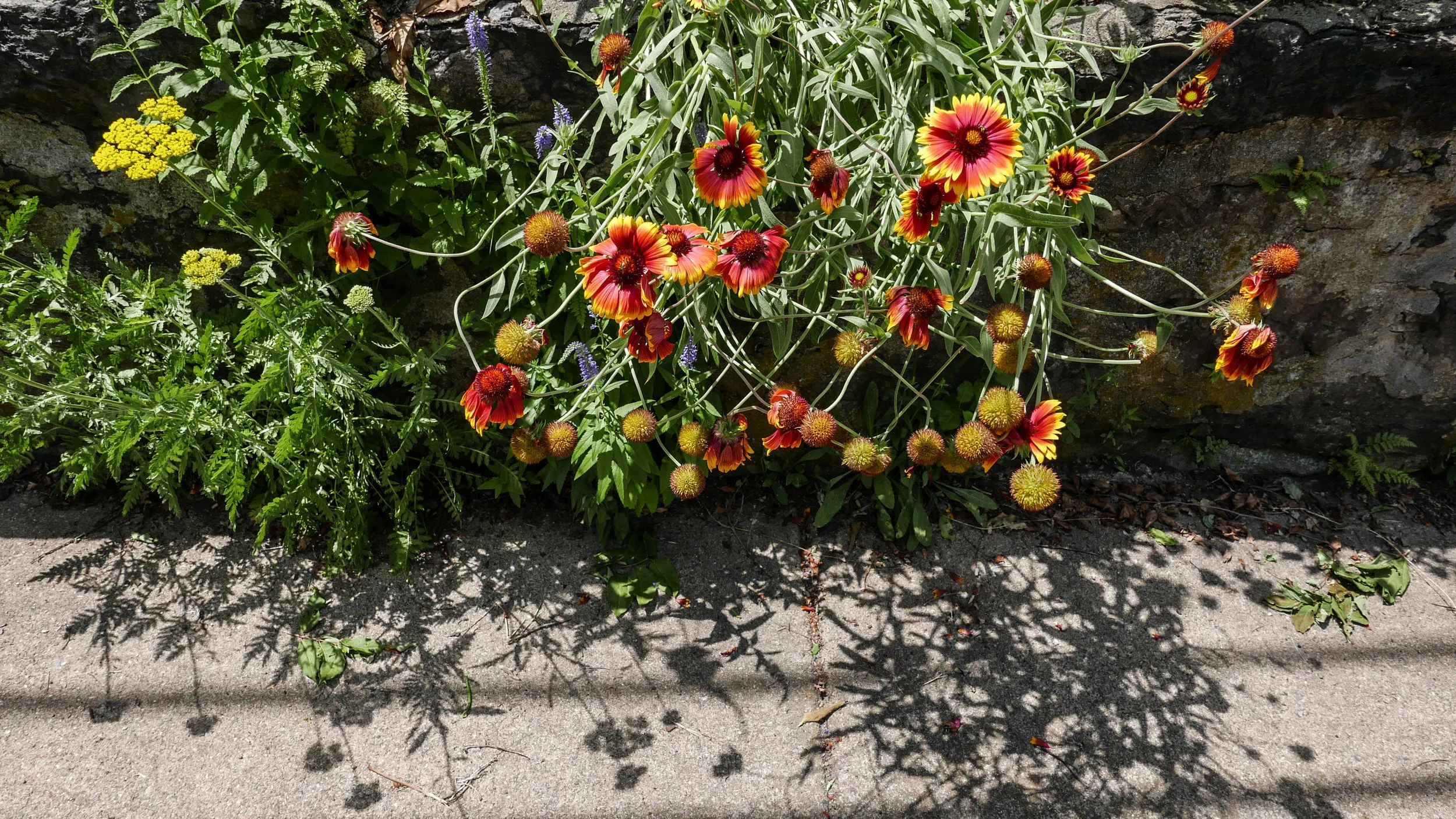 jp-flowers.jpg
