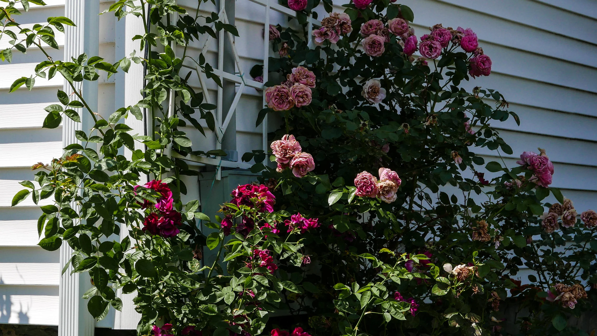 jp-roses.jpg