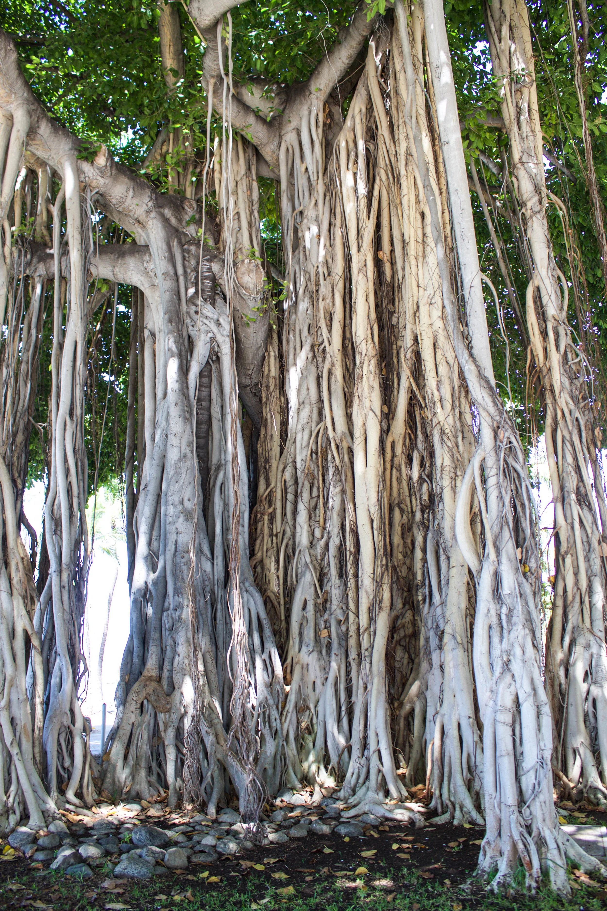 waikiki-tree.jpg