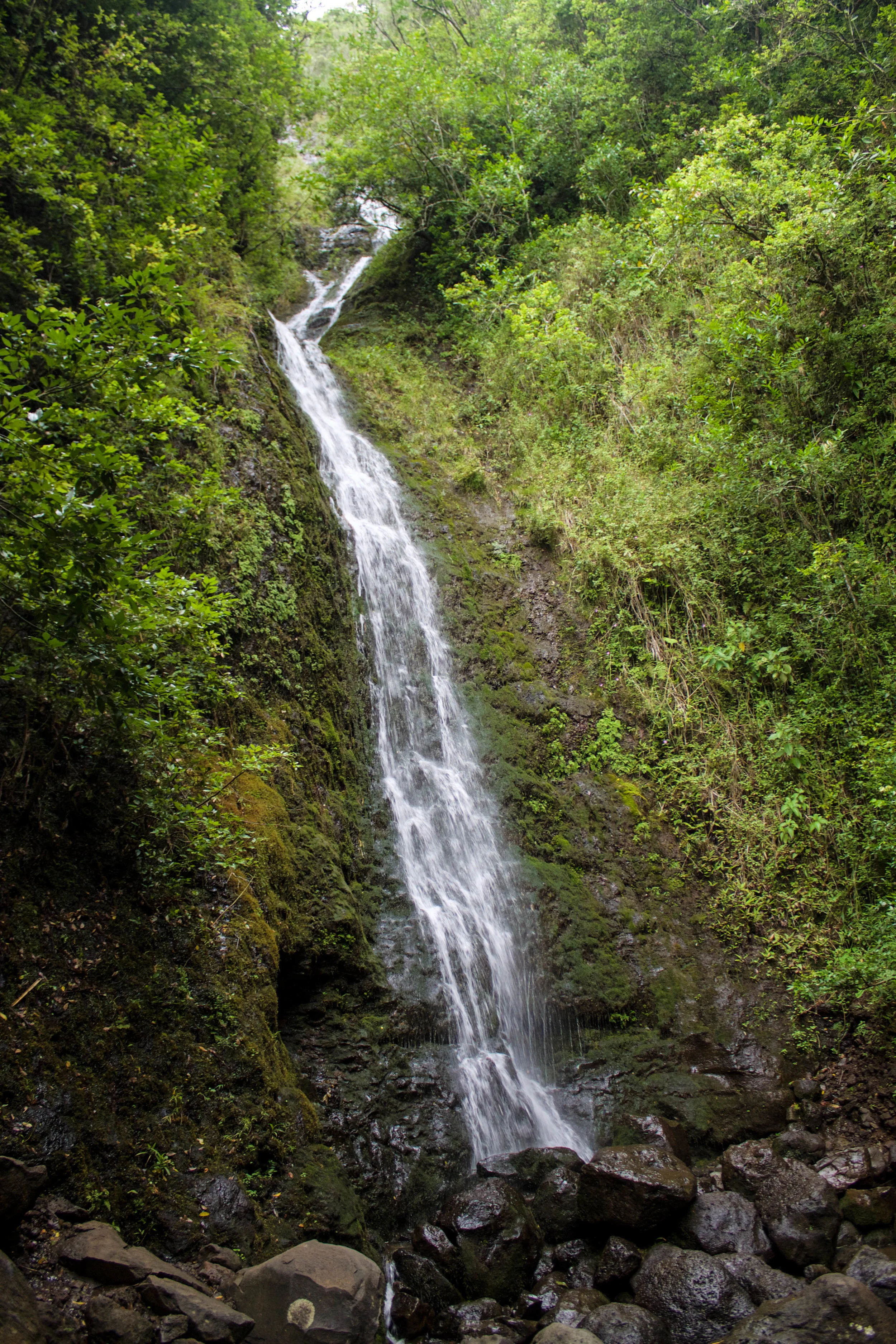 manoa-falls.jpg
