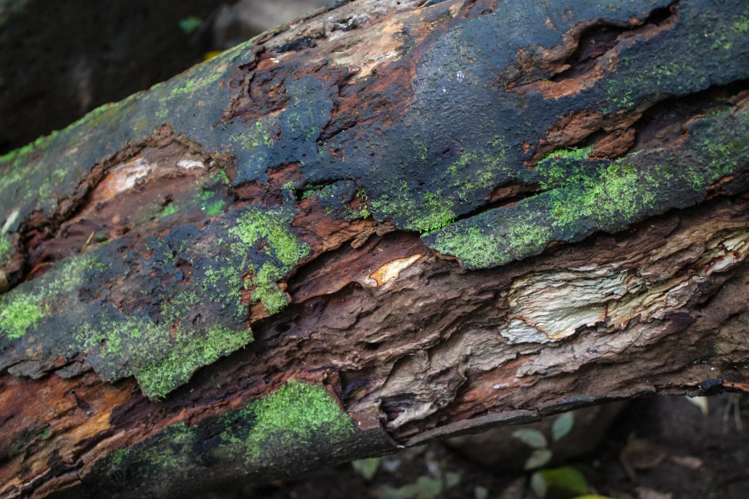 bark-manoa-falls.jpg