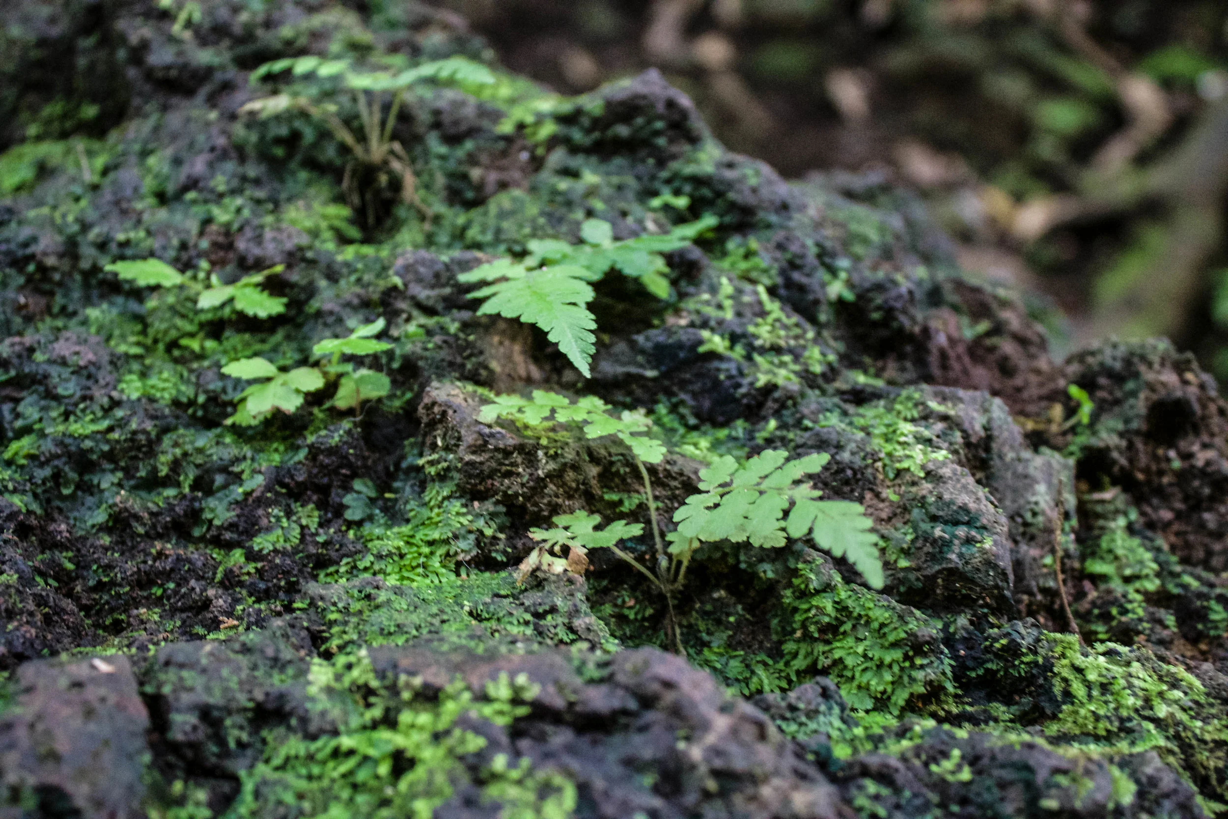 plant-manoa-falls.jpg