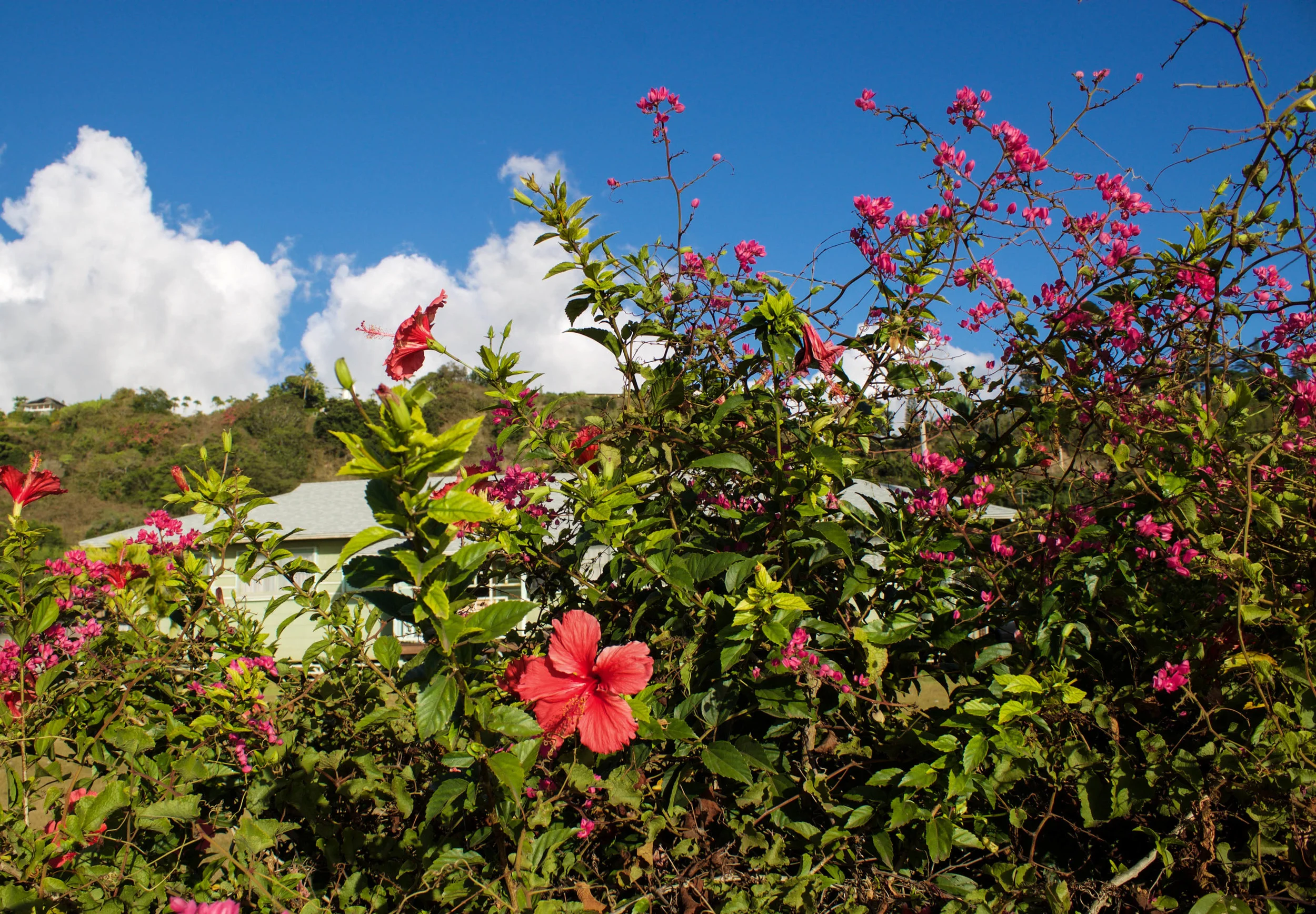 flowers.jpg