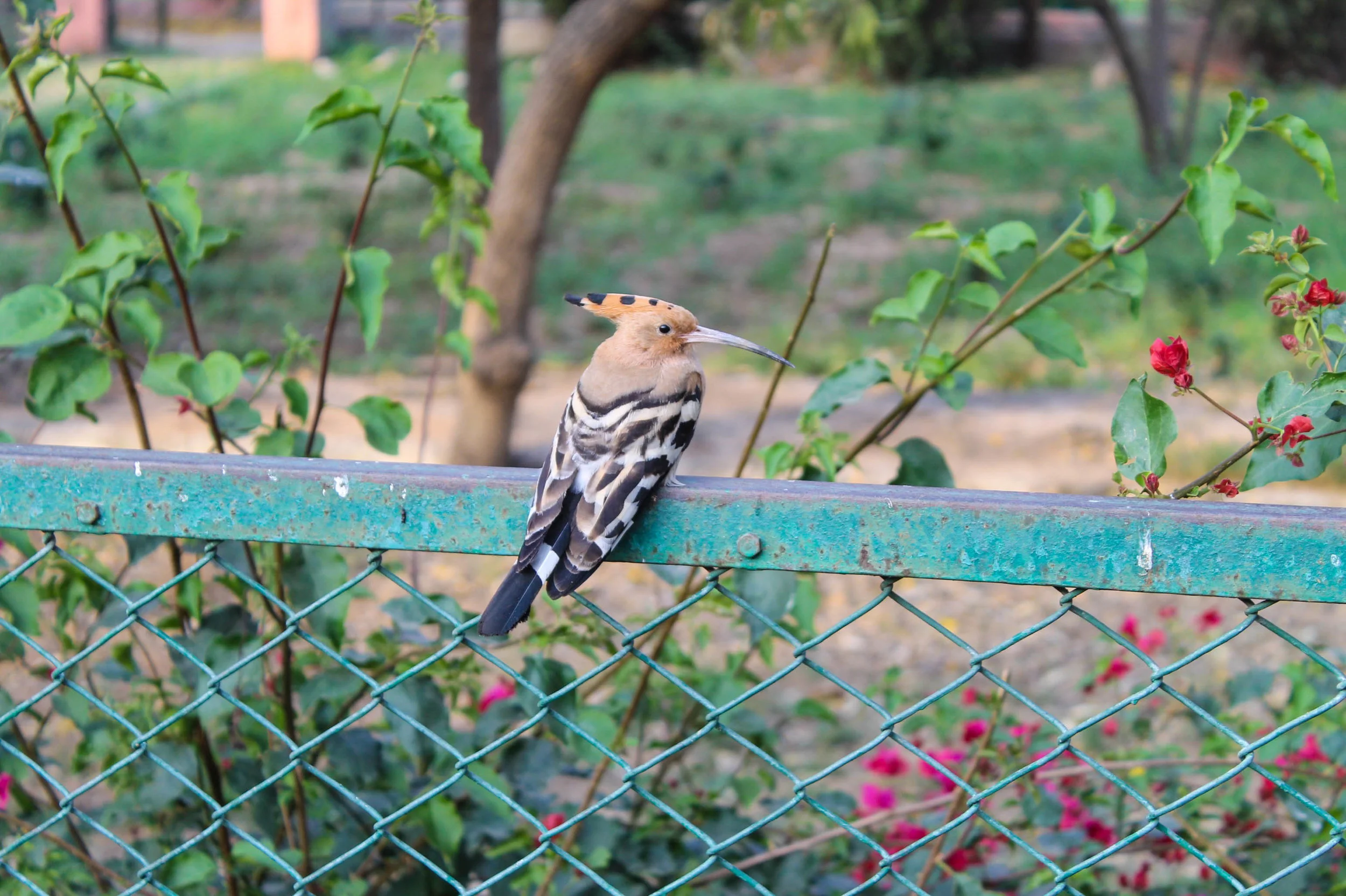 bird-jaipur.jpg