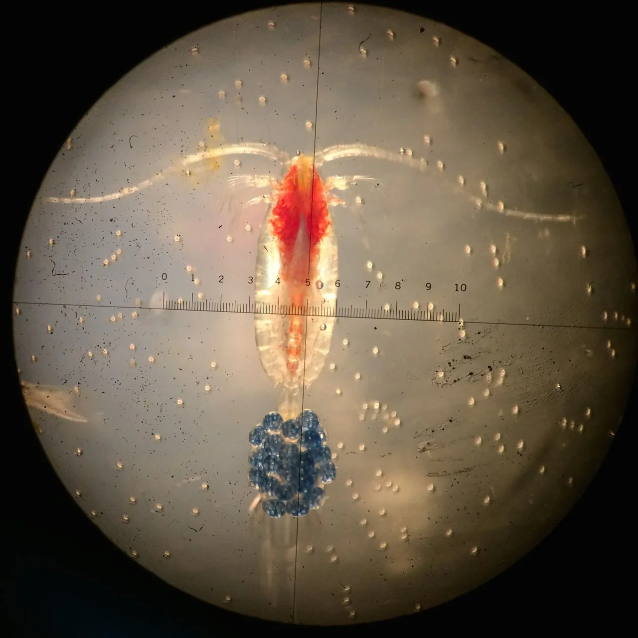 Copepod with egg clutch.