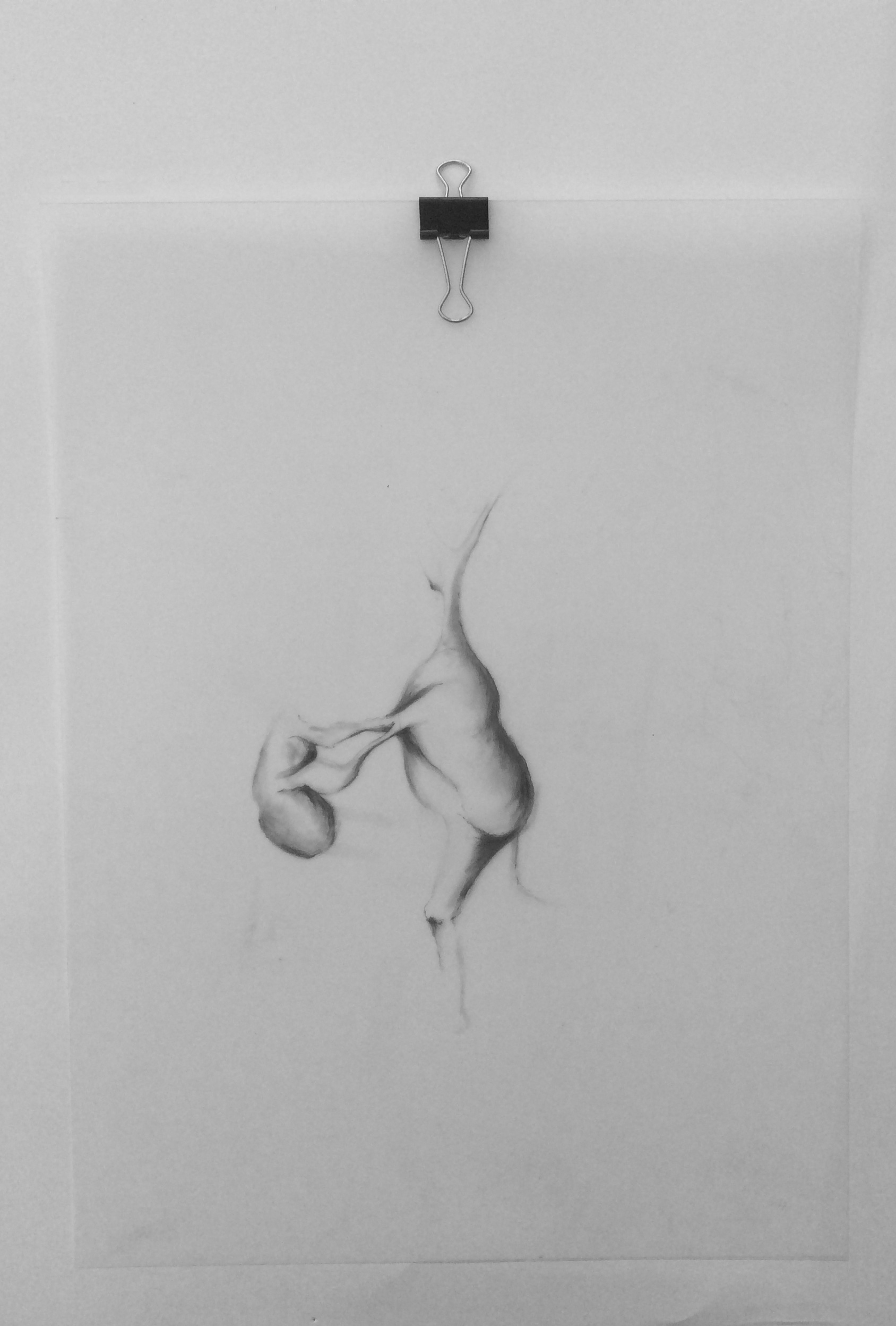 Body 04, graphite on mylar, 9" x 12"