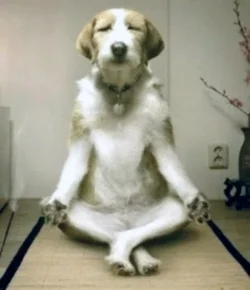 Been there, dog that