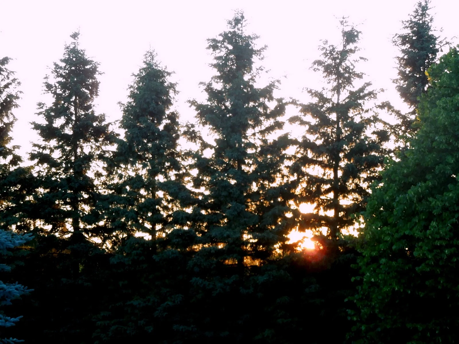 Frances DiCarlo - Caledon, Ontario, Canada (EDT)