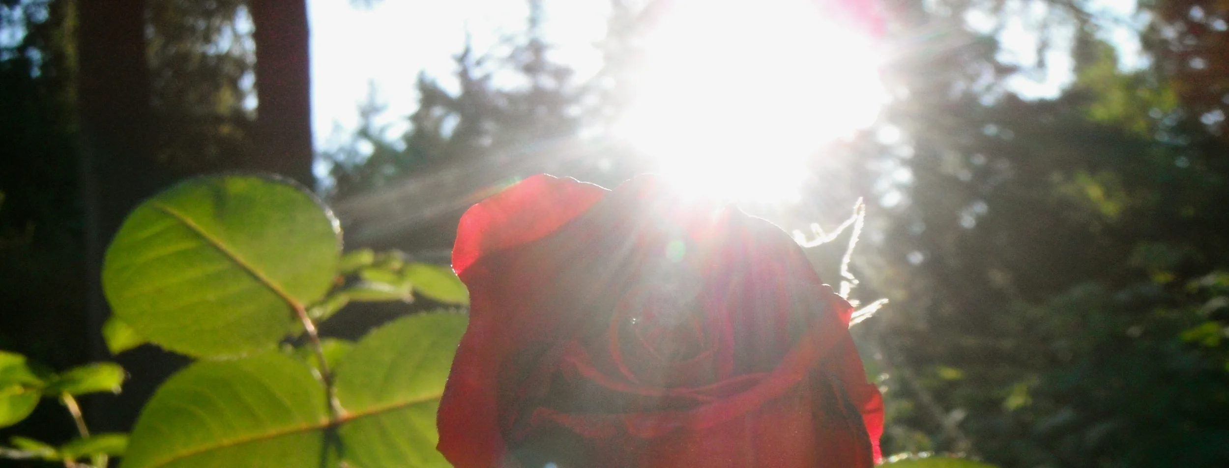 Rose of the fairy Forest, photo by Shelley Sage Heart