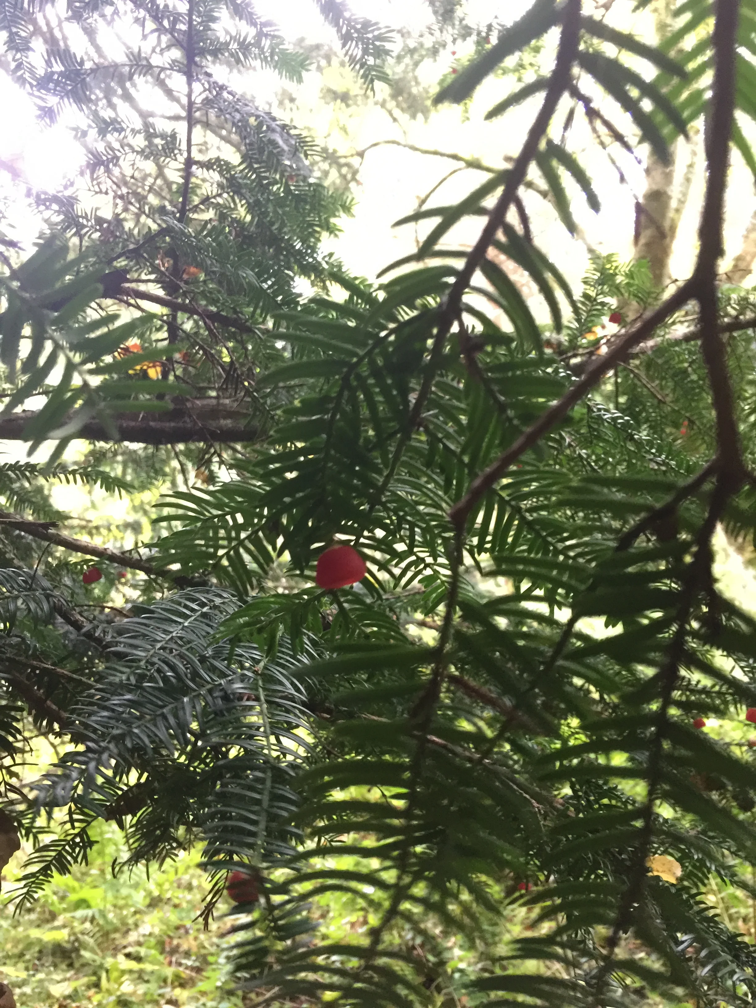 Yew Tree Branches and Fruit, Roslin Glen 2017
