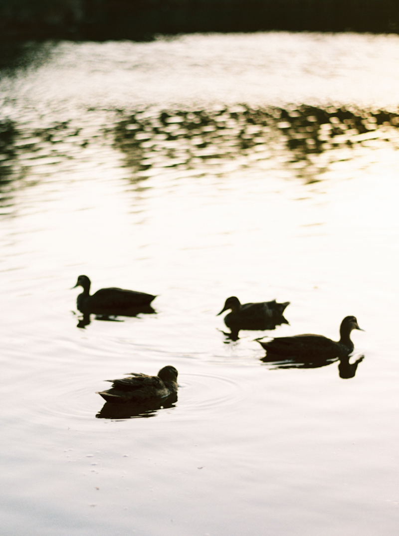 Swan River Engagement