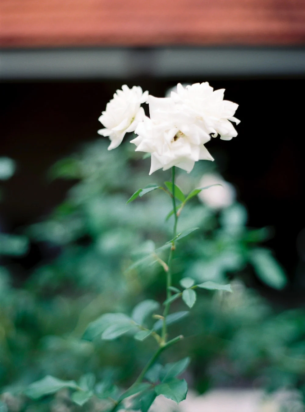 KatieGrantPhotography(74of463).jpg