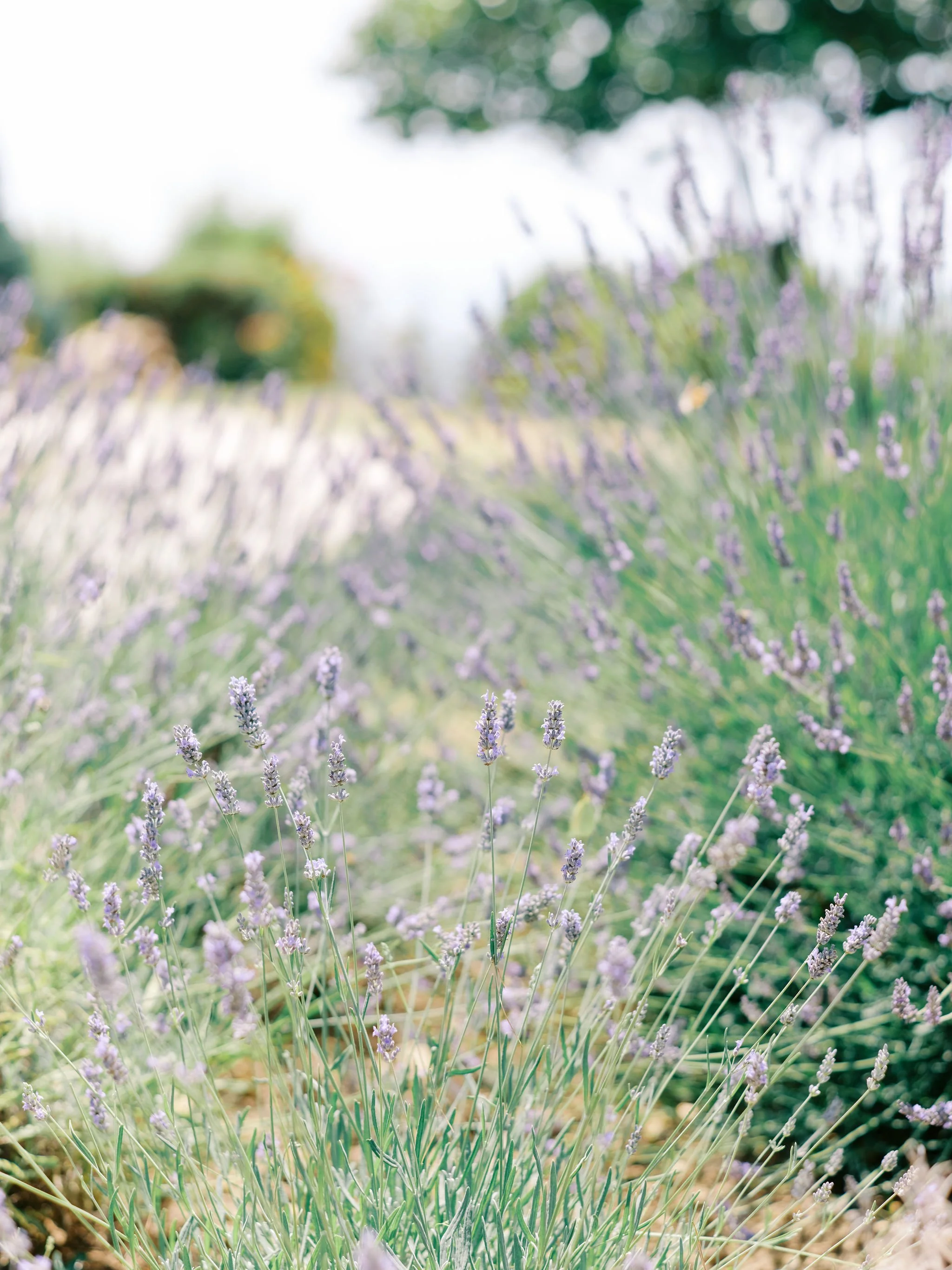 Katie-Grant-Photo-Provence-Wedding-Photographer(12of205).jpg
