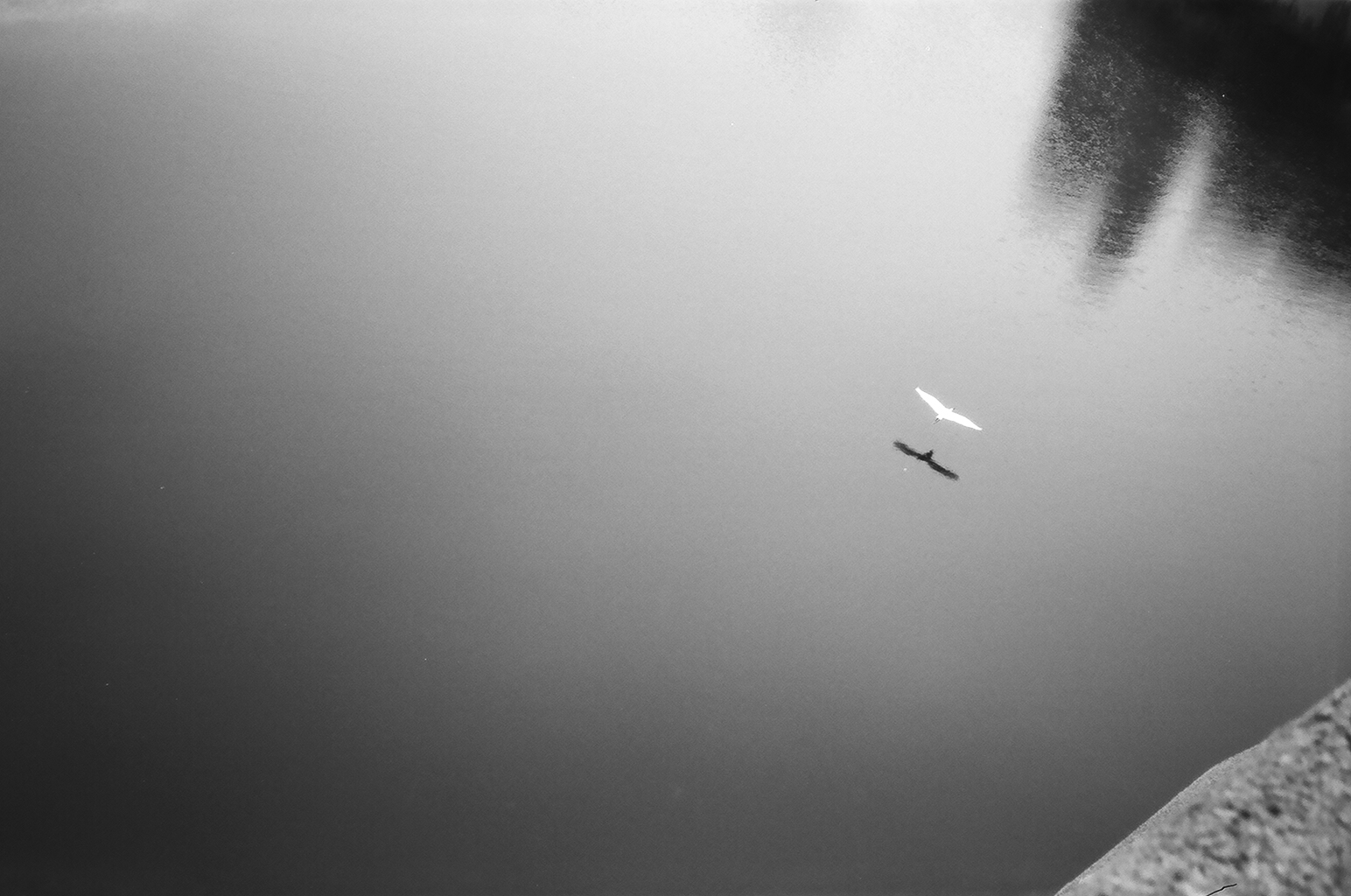  A crane flies over a calm Ōta River. &nbsp; 