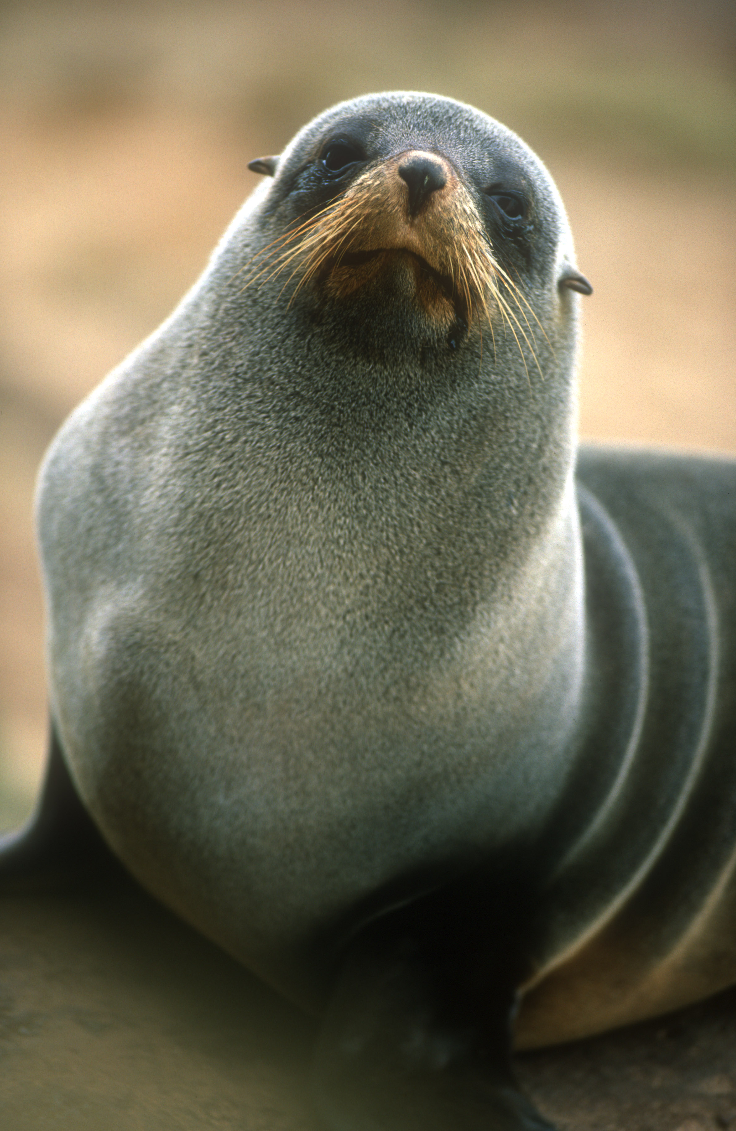 NZ Fur Seal 2.jpg