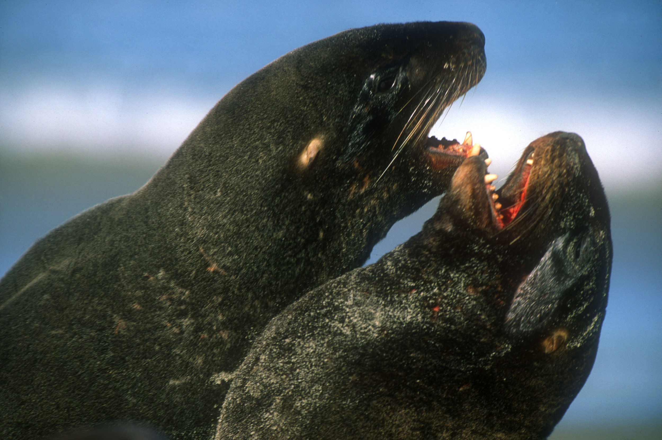 NZ Sea lions fighting.jpg