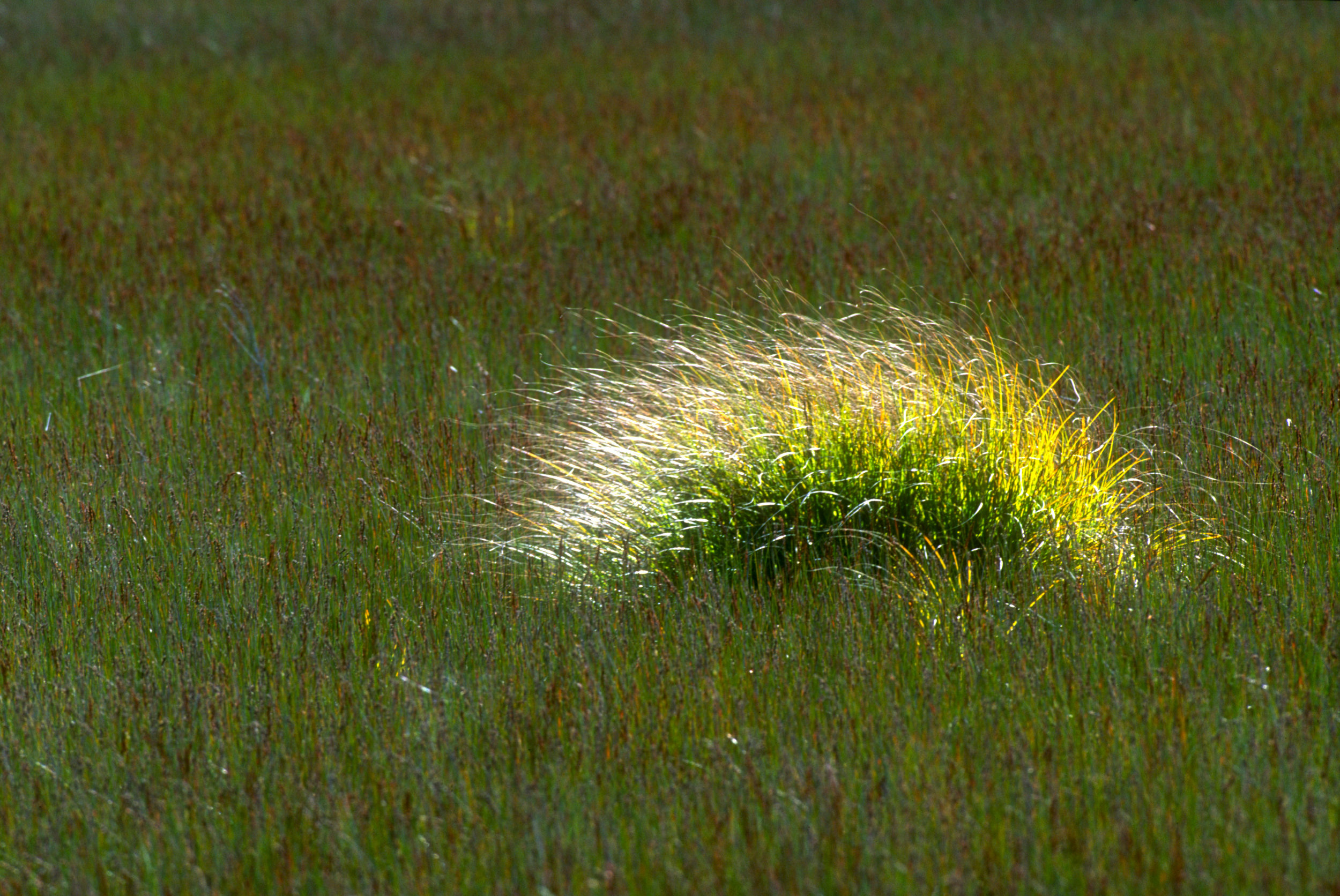 Tussock Grass 1.jpg