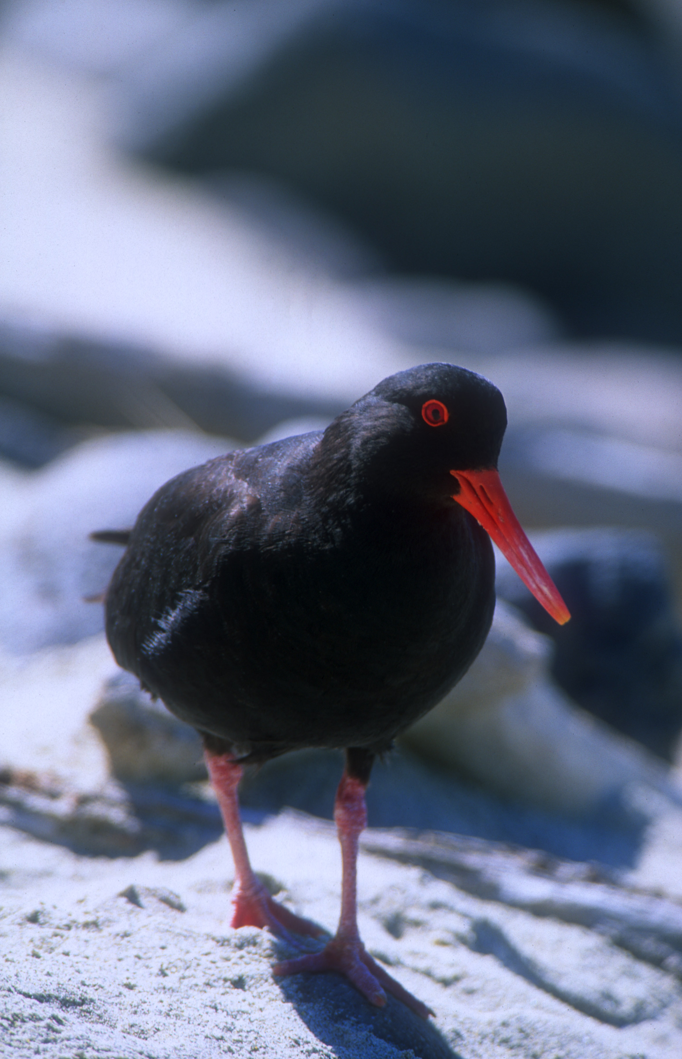 Variable oystercatcher 1.jpg