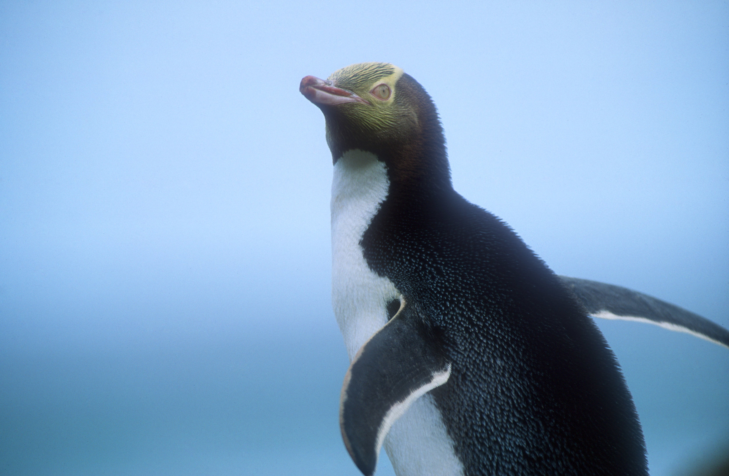 Yellow eyed penguin 1.jpg