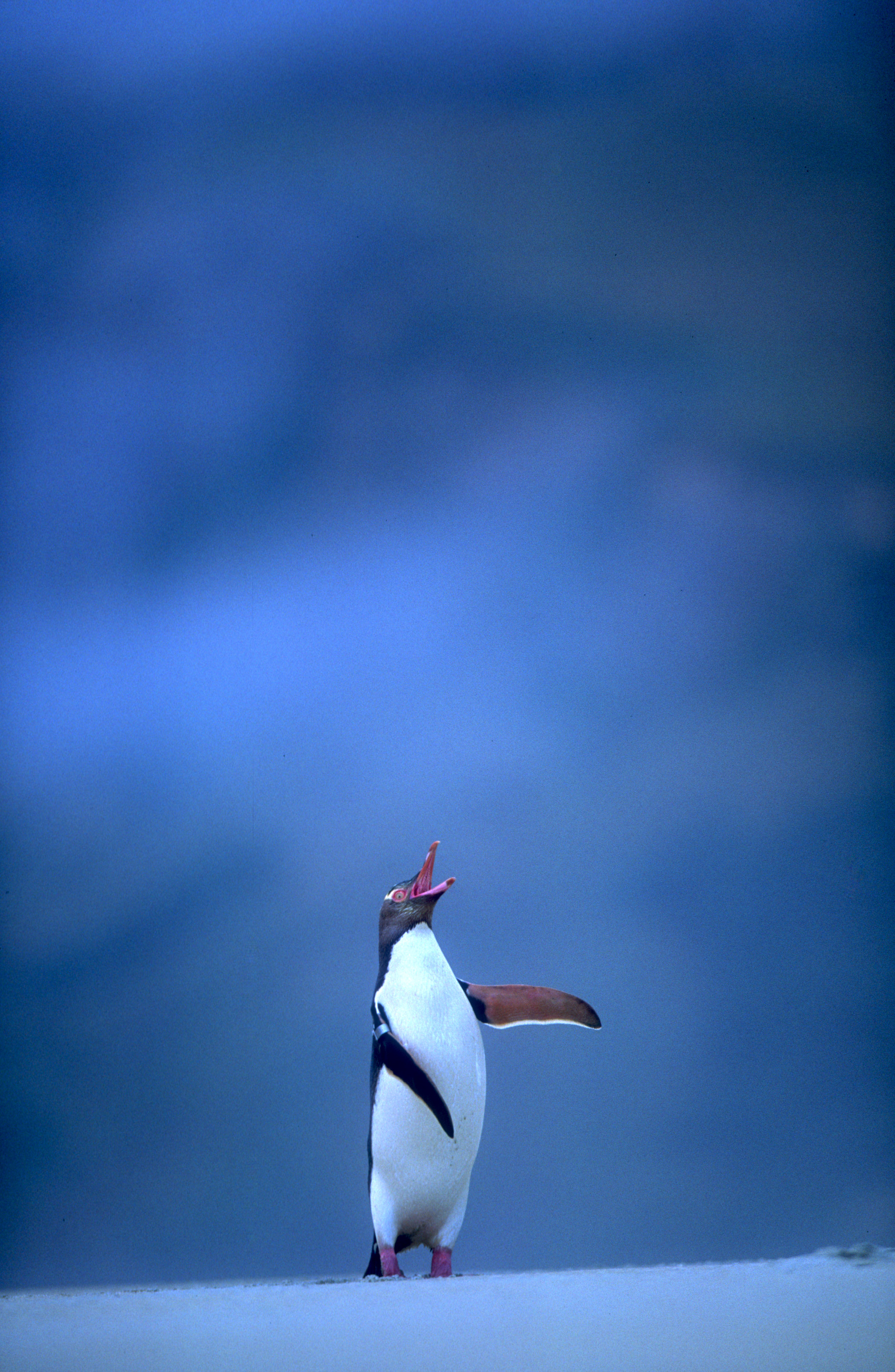 Yellow eyed penguin 11.jpg