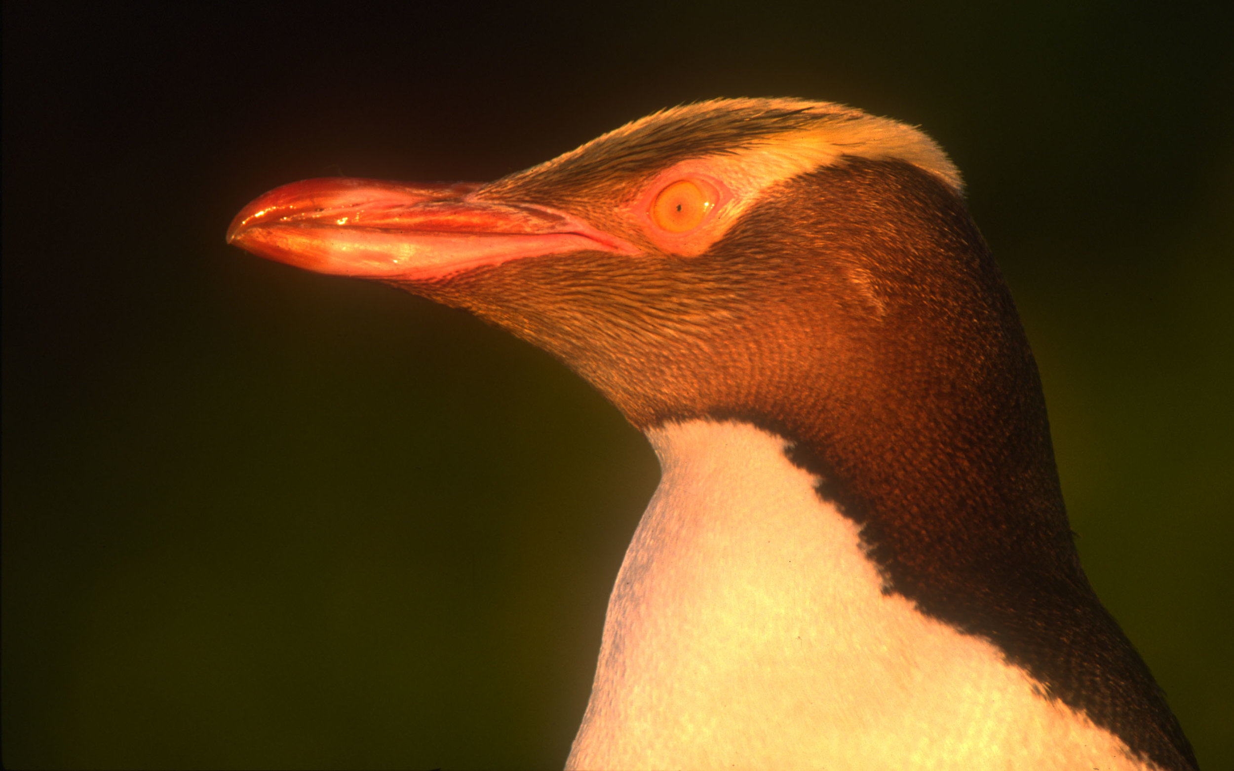 Yellow eyed penguin 8.jpg