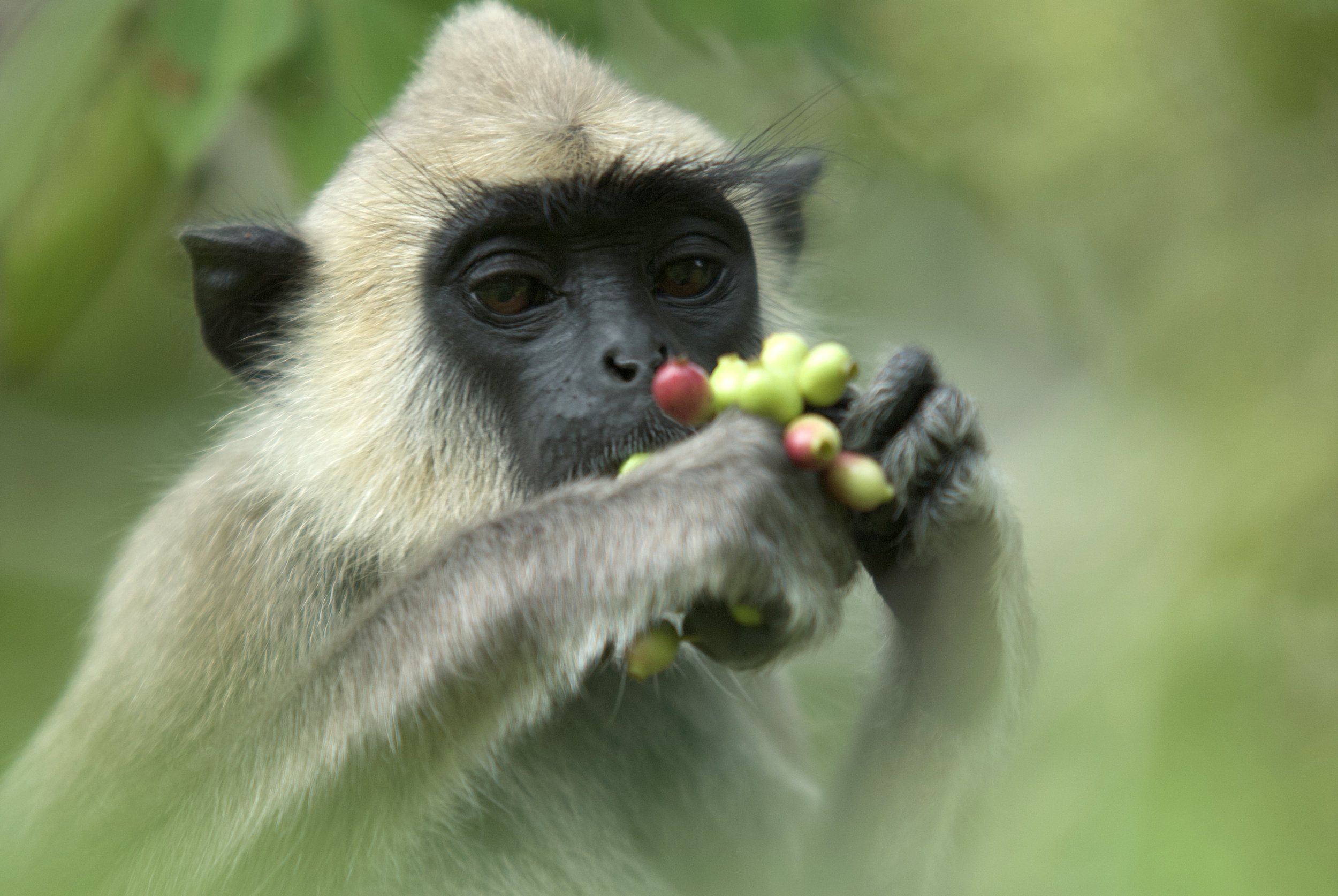 Langur and fruit.jpg