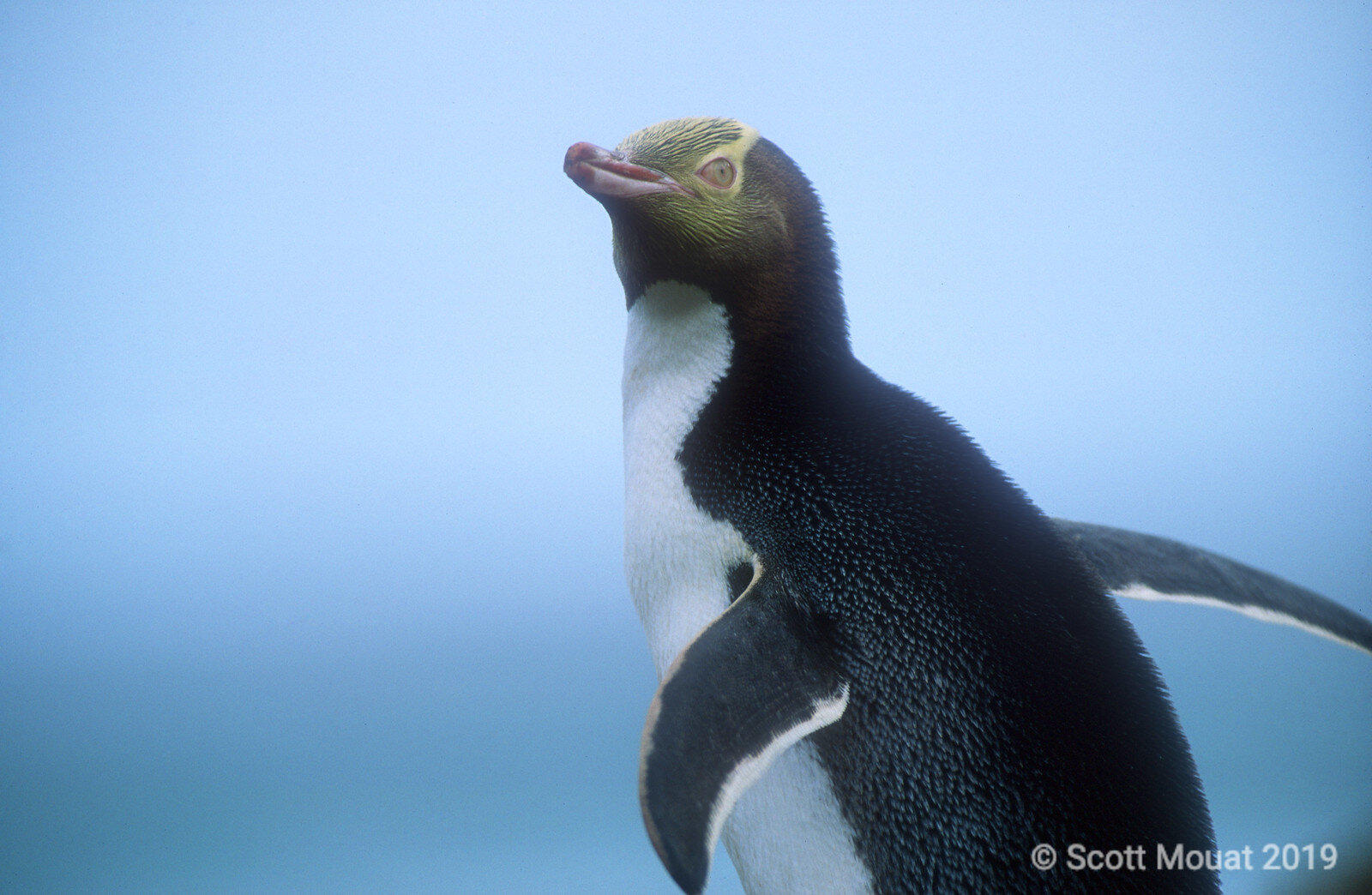 Yellow eyed penguin 1.jpg