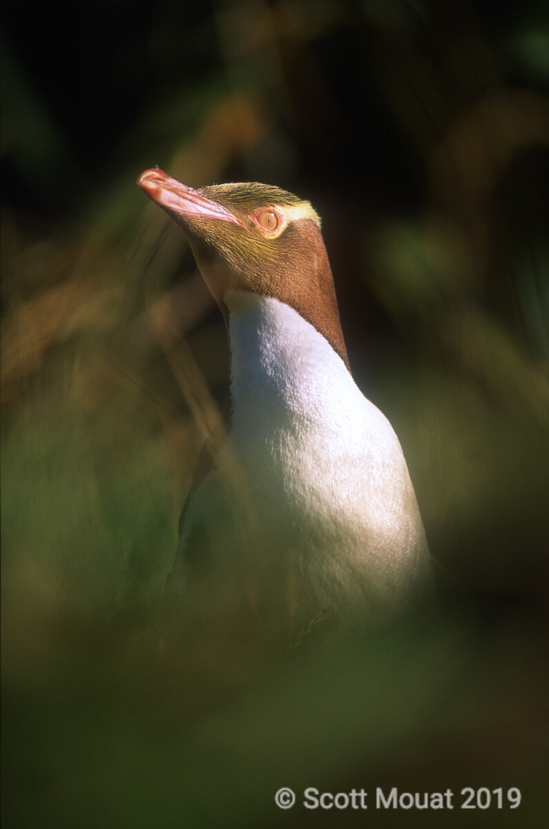 Yellow eyed penguin 9.jpg