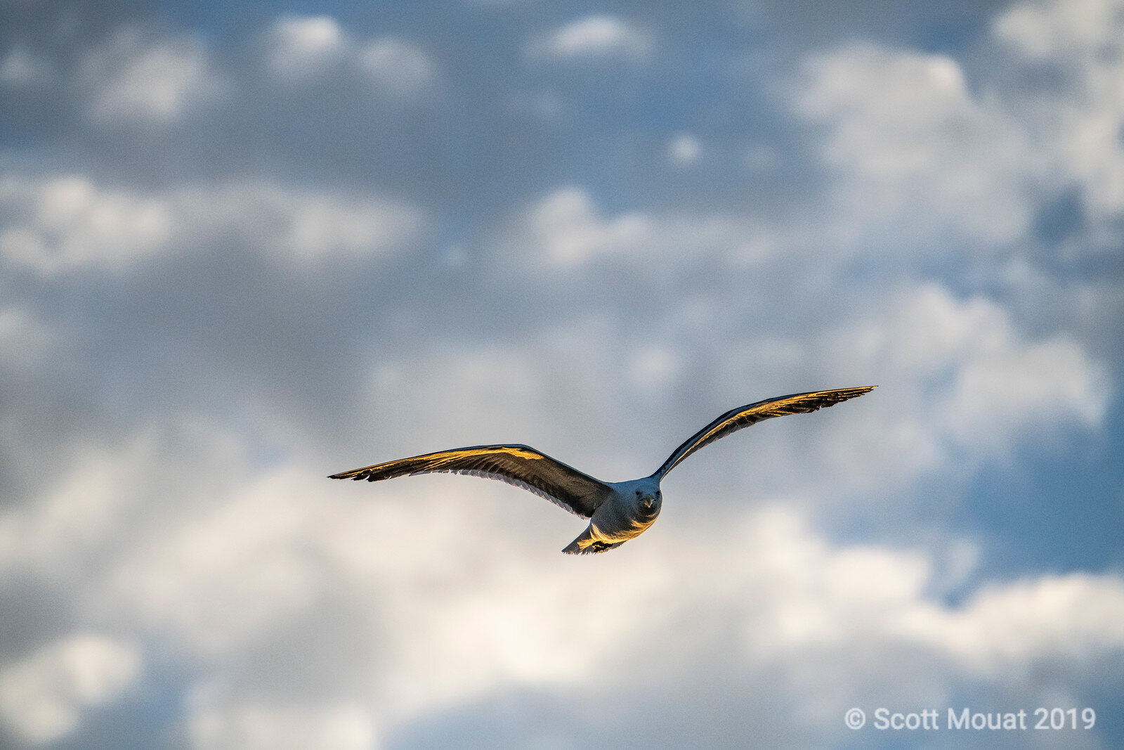 Gull_Flying_sunset.jpg