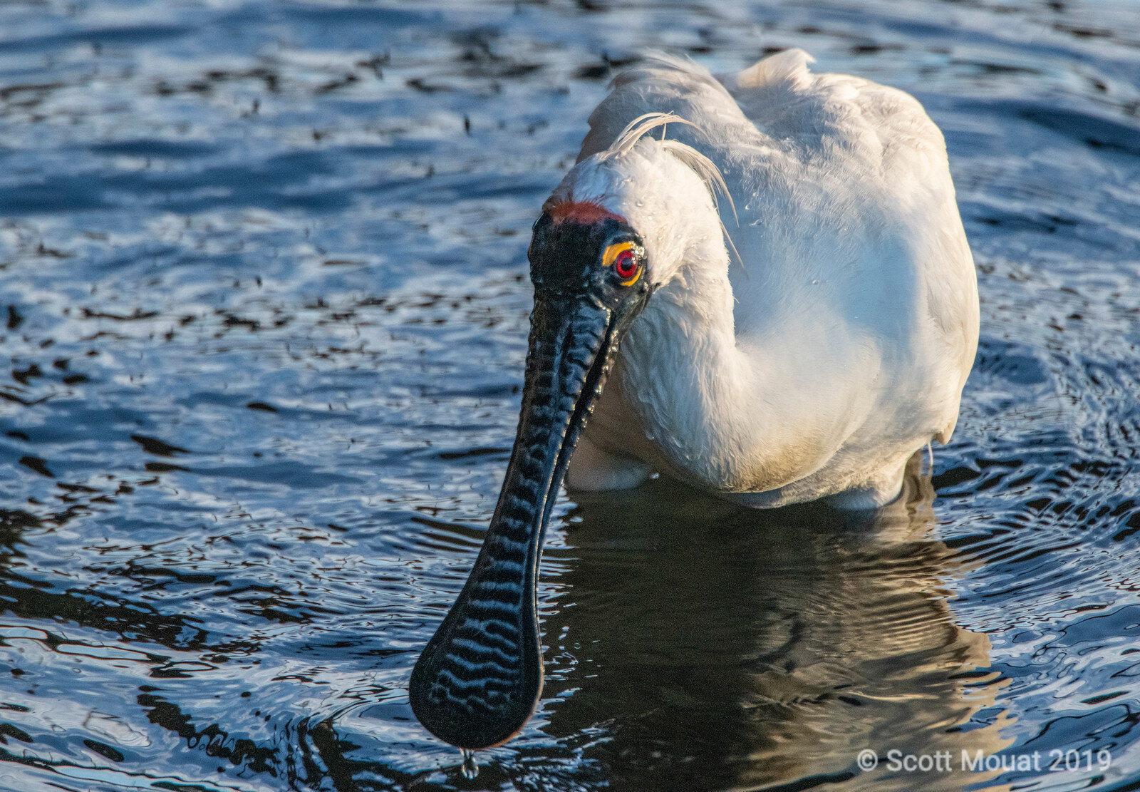 Spoonbill_005.1.jpg