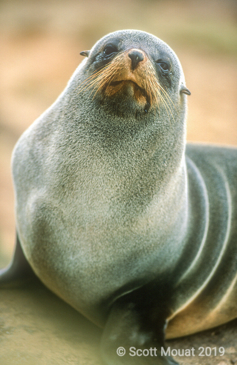 NZ Fur Seal 2.jpg