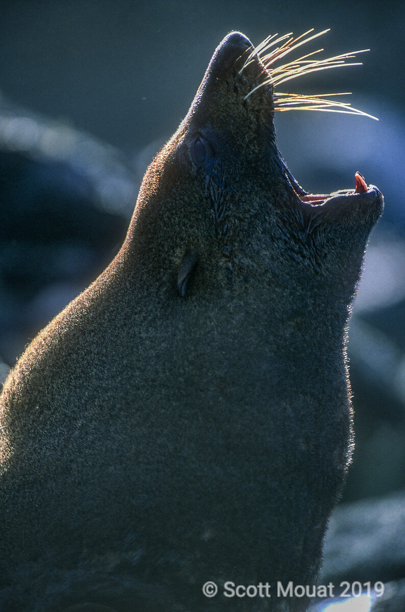 NZ Fur Seal 8.jpg