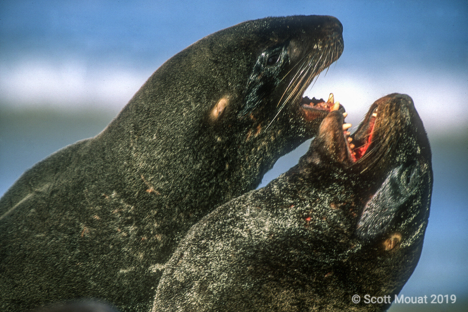 NZ Sea lions fighting.jpg