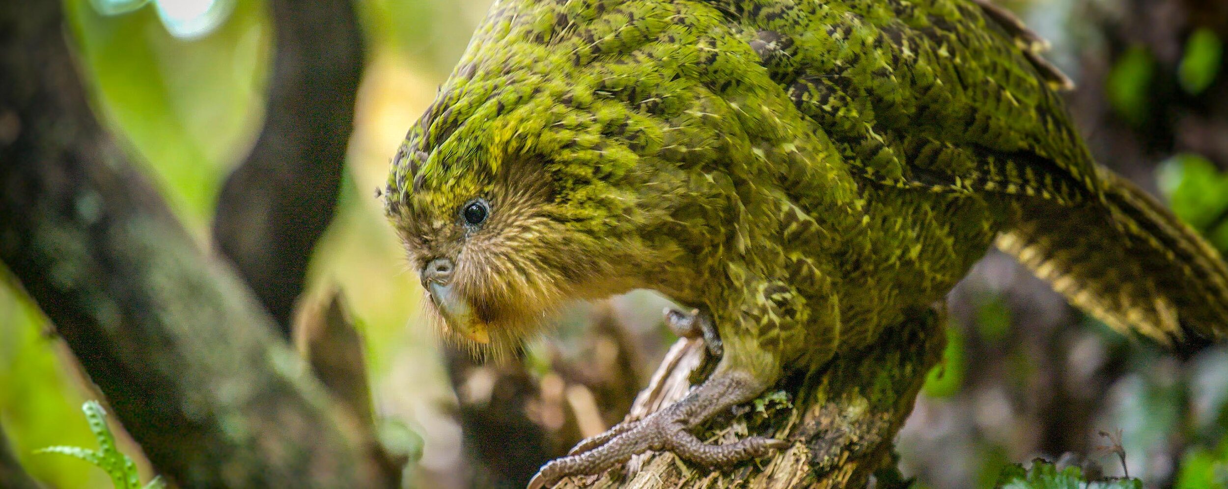 DSC01565-Pano_kakapo.jpg