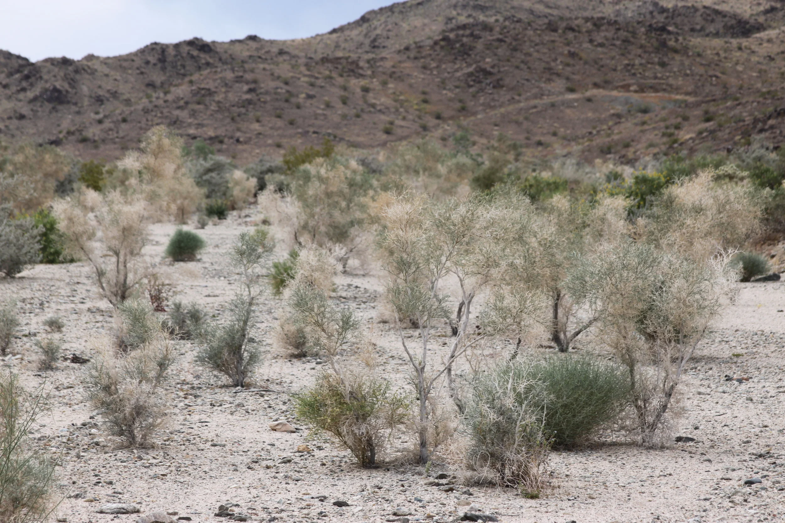 Psorothamnus spinosus, the Smoke Tree