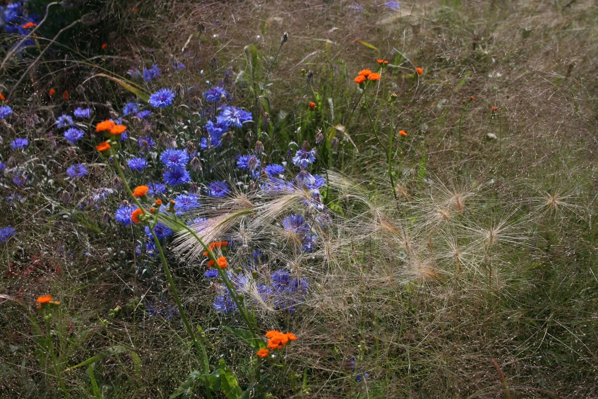 Annual Display by Sophie Cook, Dyffryn Gardens 2018