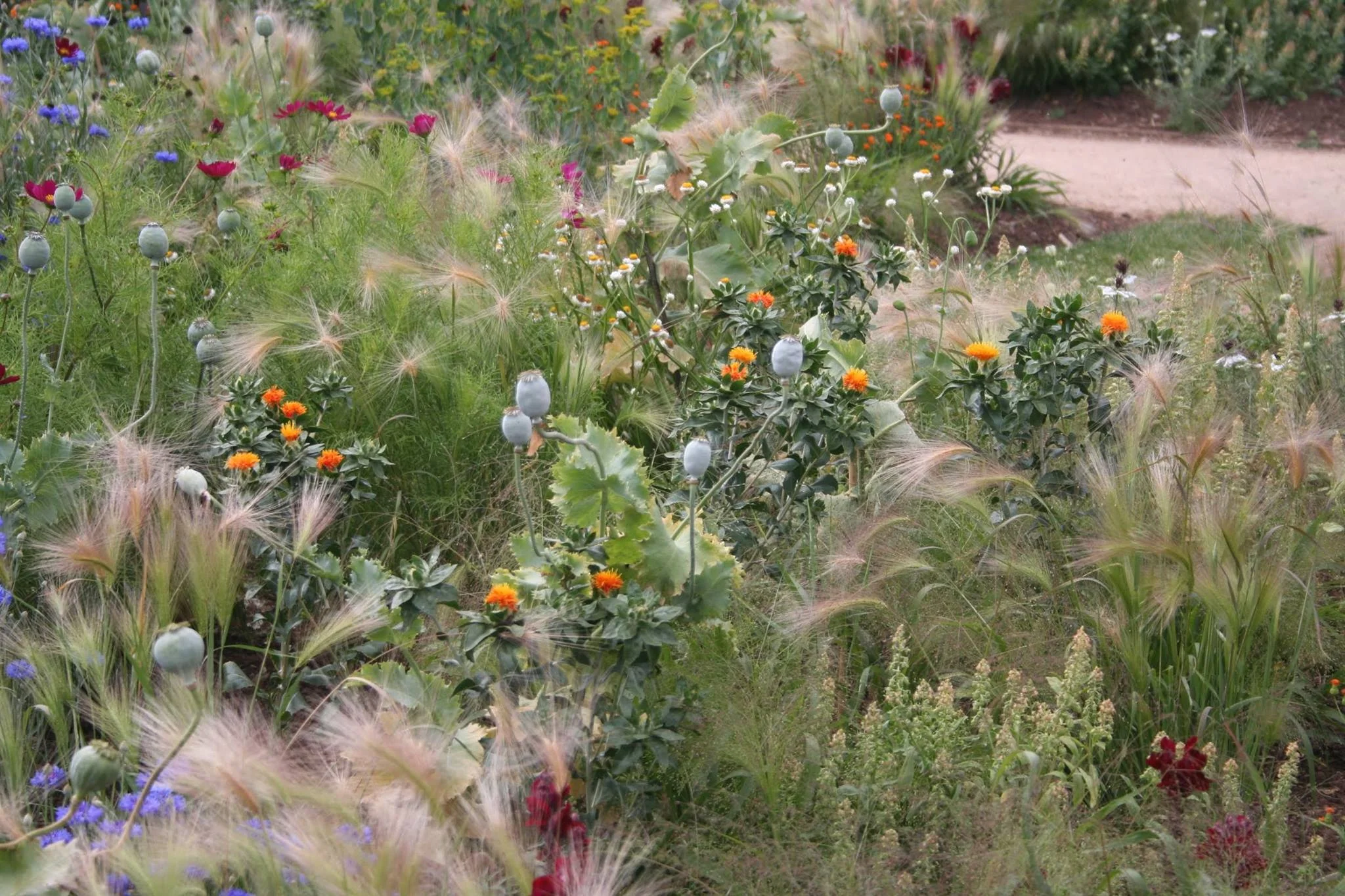 Annual Display by Sophie Cook, Dyffryn Gardens 2018