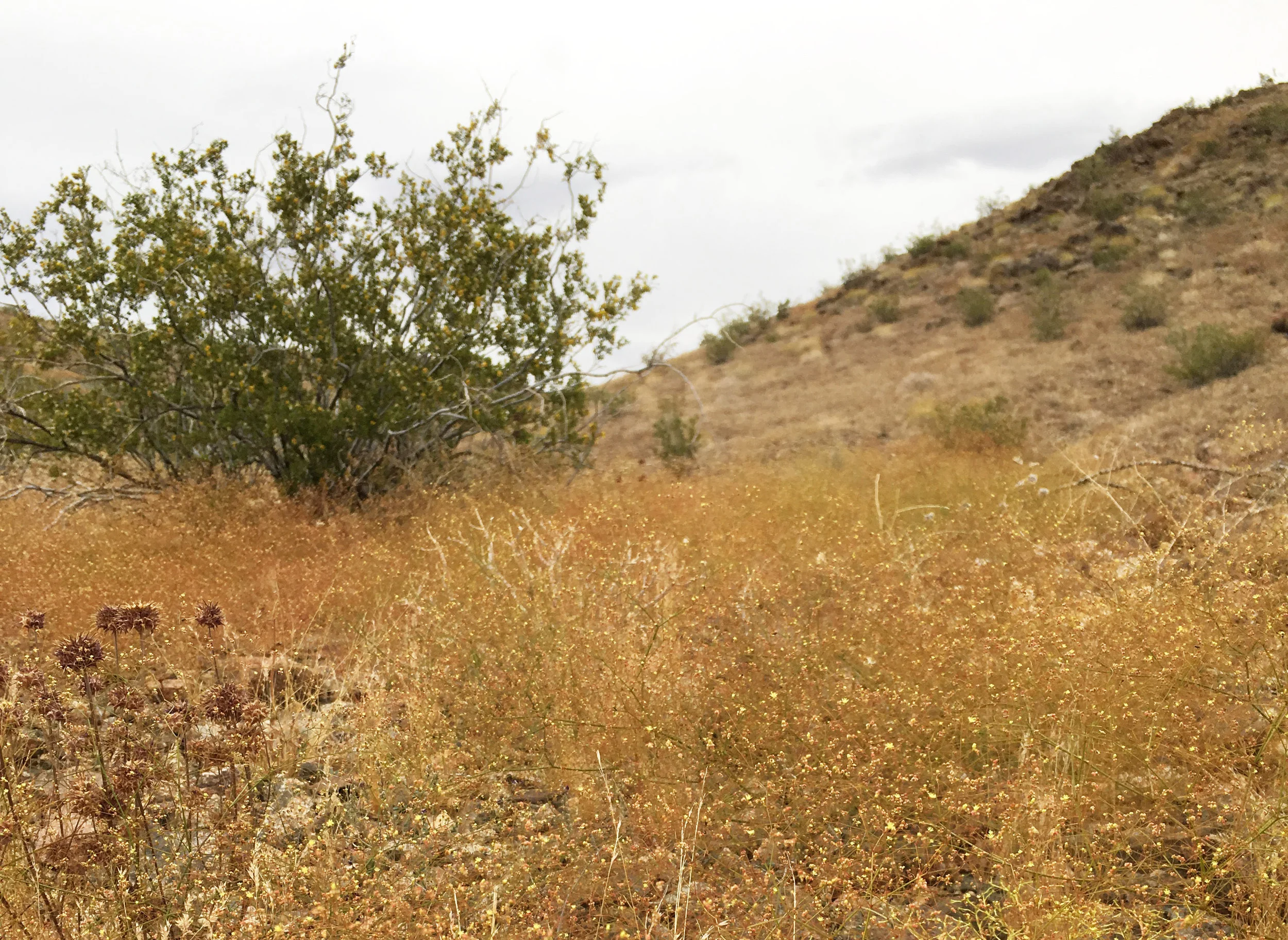 Eriogonum sp. forming a soft fog over the ground