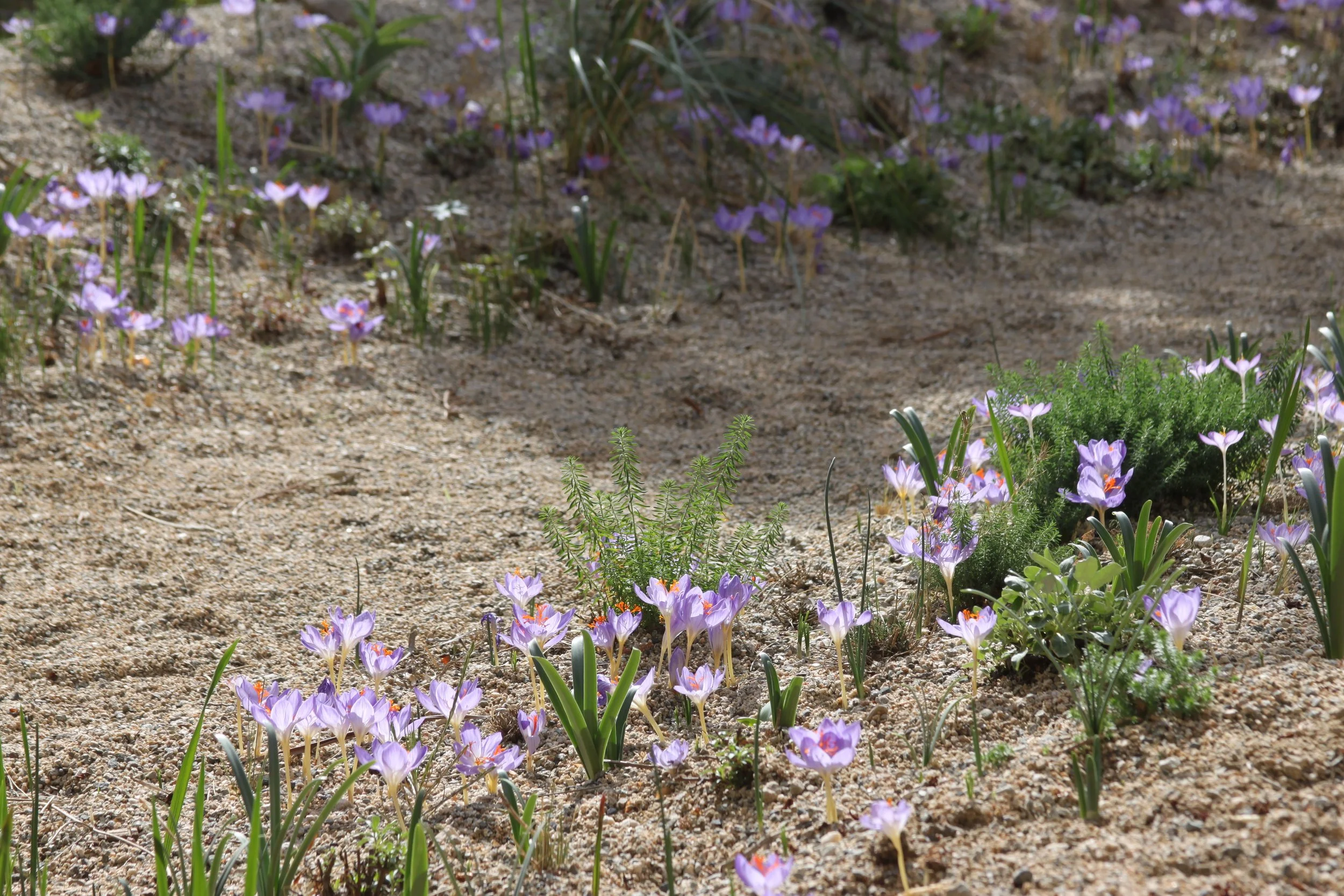 JF Crocus_IMG_6969.JPG