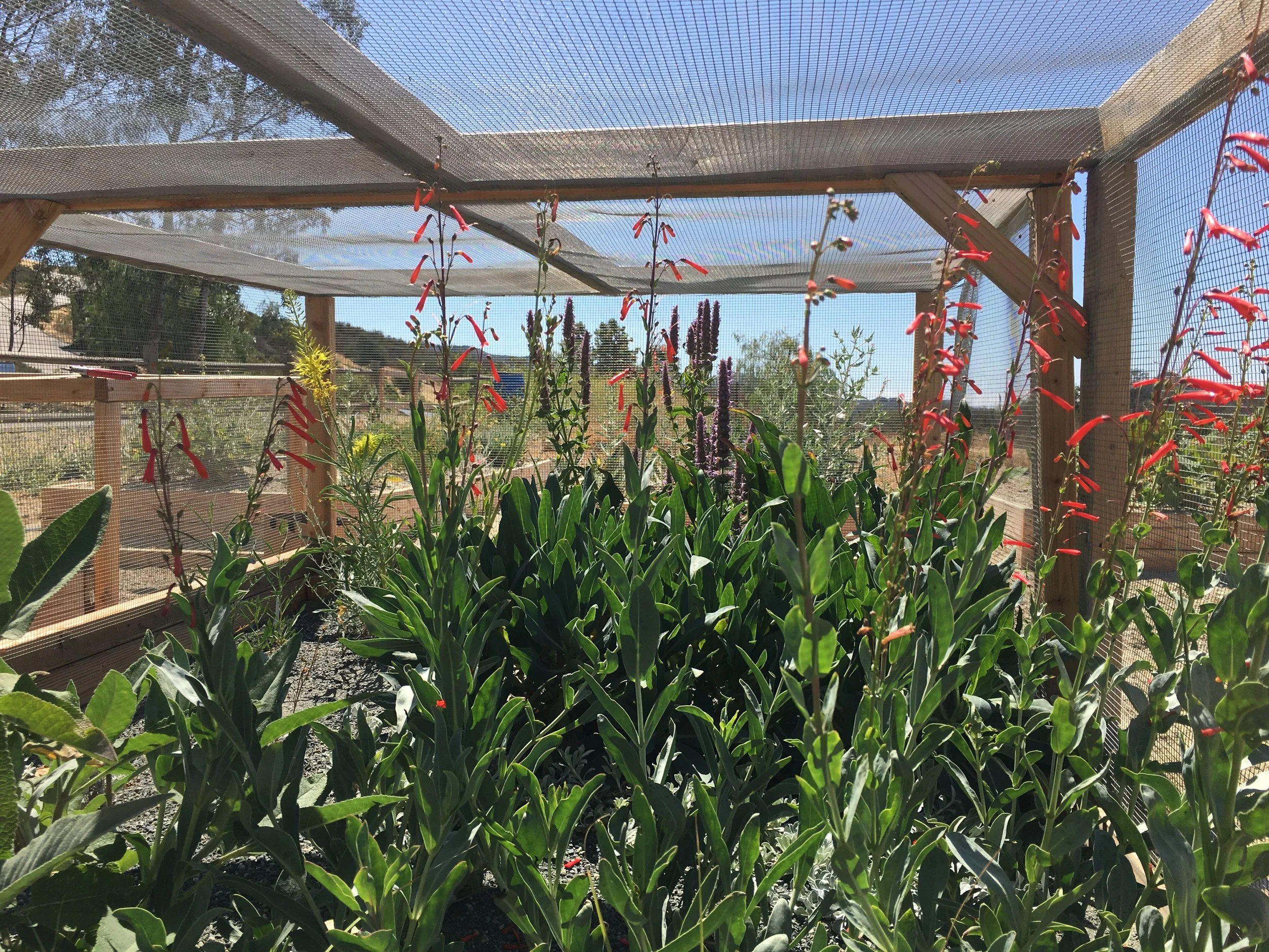 General Nursery Photos 2.JPG