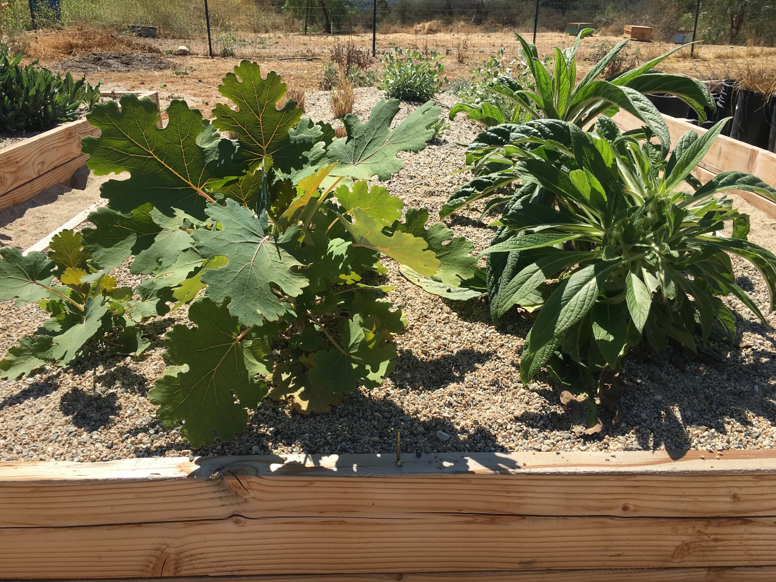 04_Echiumpininana and macleaya.JPG