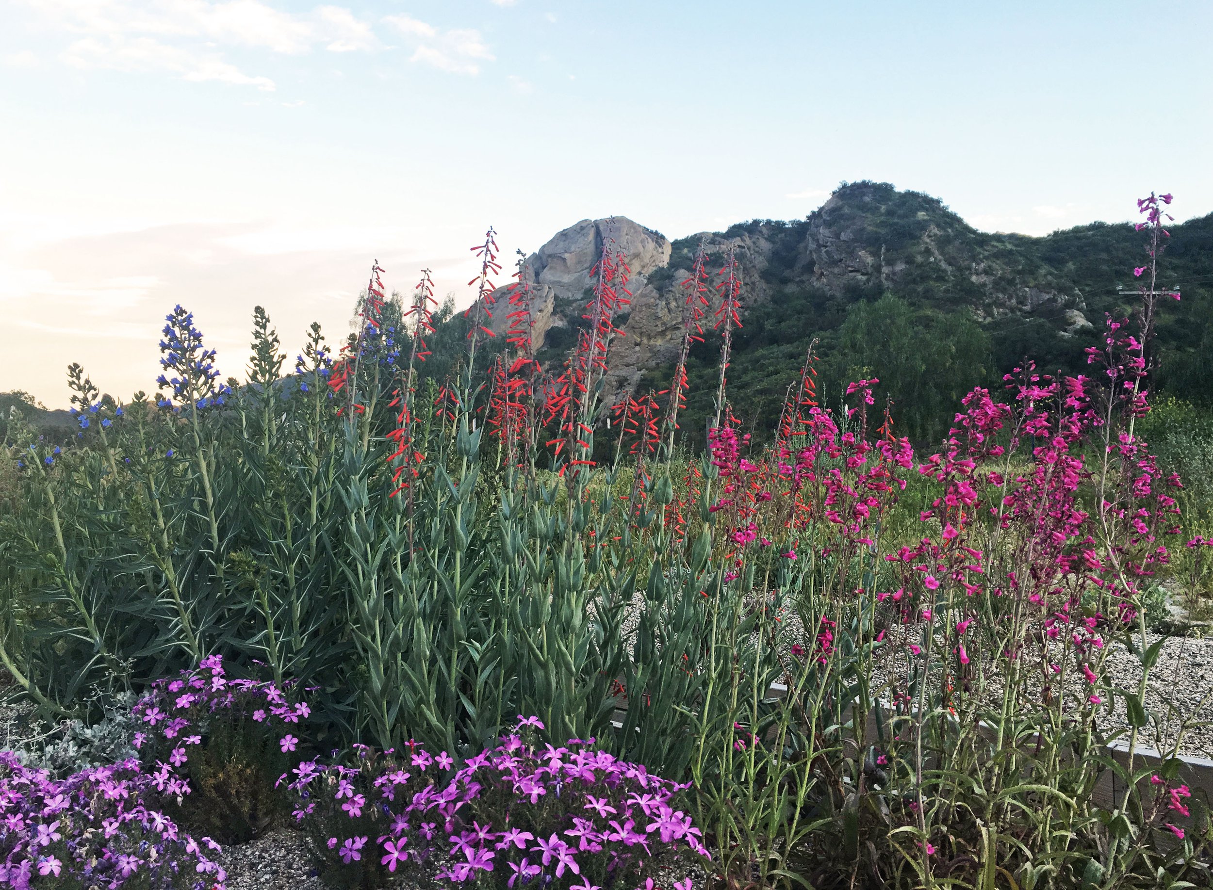 General Nursery Photos 4.JPG