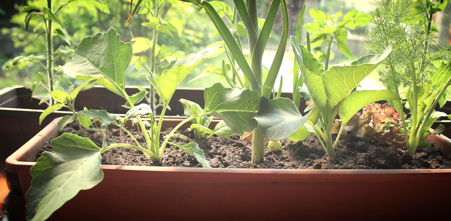 small-space-permaculture.jpg