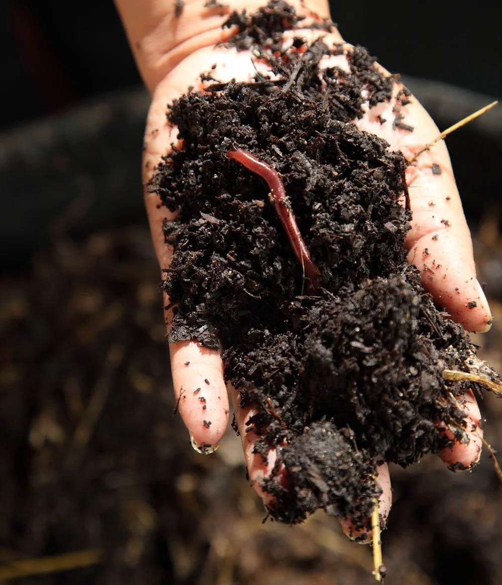 worm-and-humus-in-hand.jpg