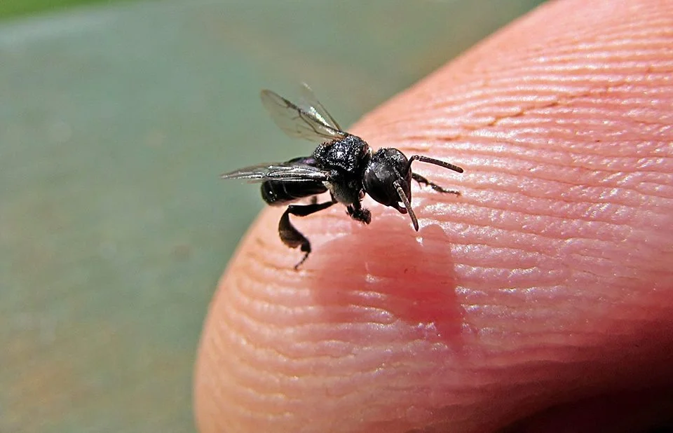 Baringa community Garden Gala Day
