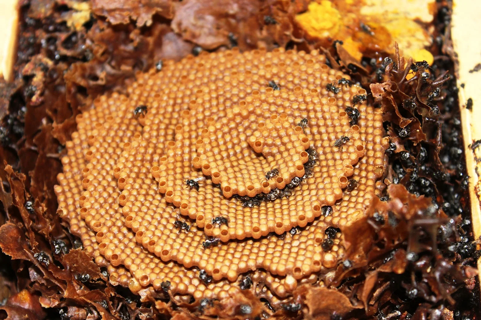 Design a Native Stingless Bee Hive - Primary Schools Competition