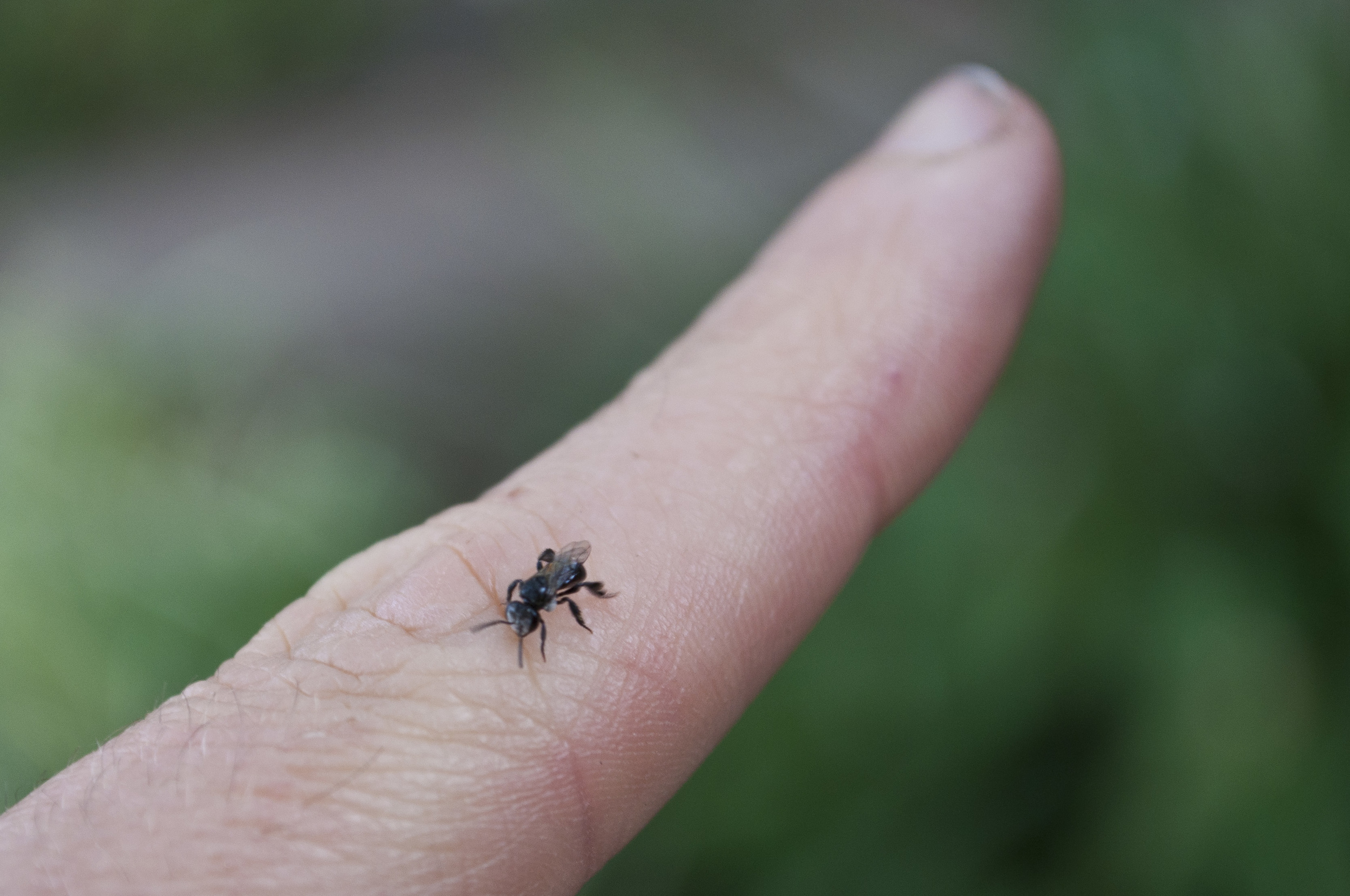 bee-on-finger.jpg