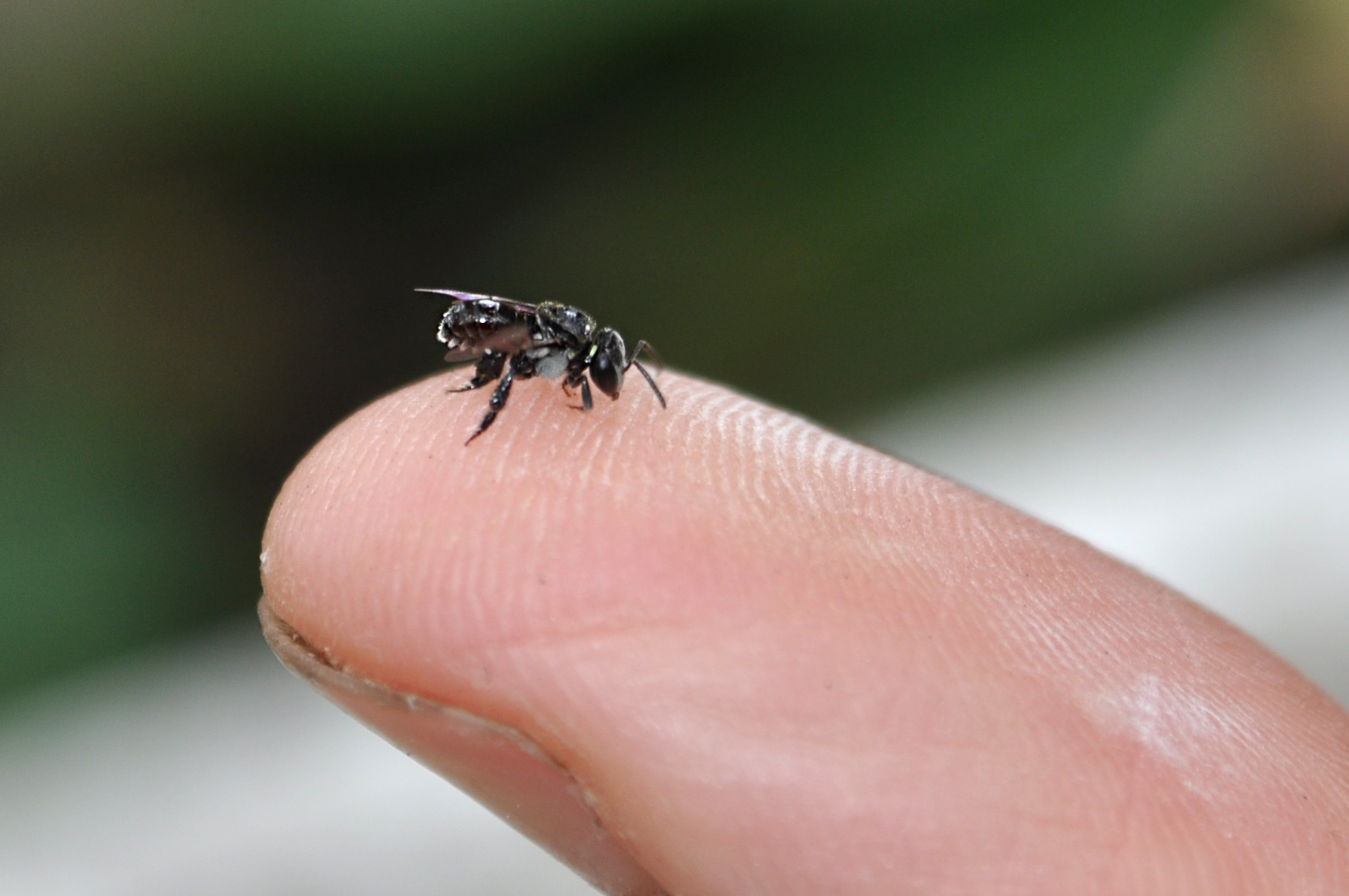 bee on fingertip.JPG